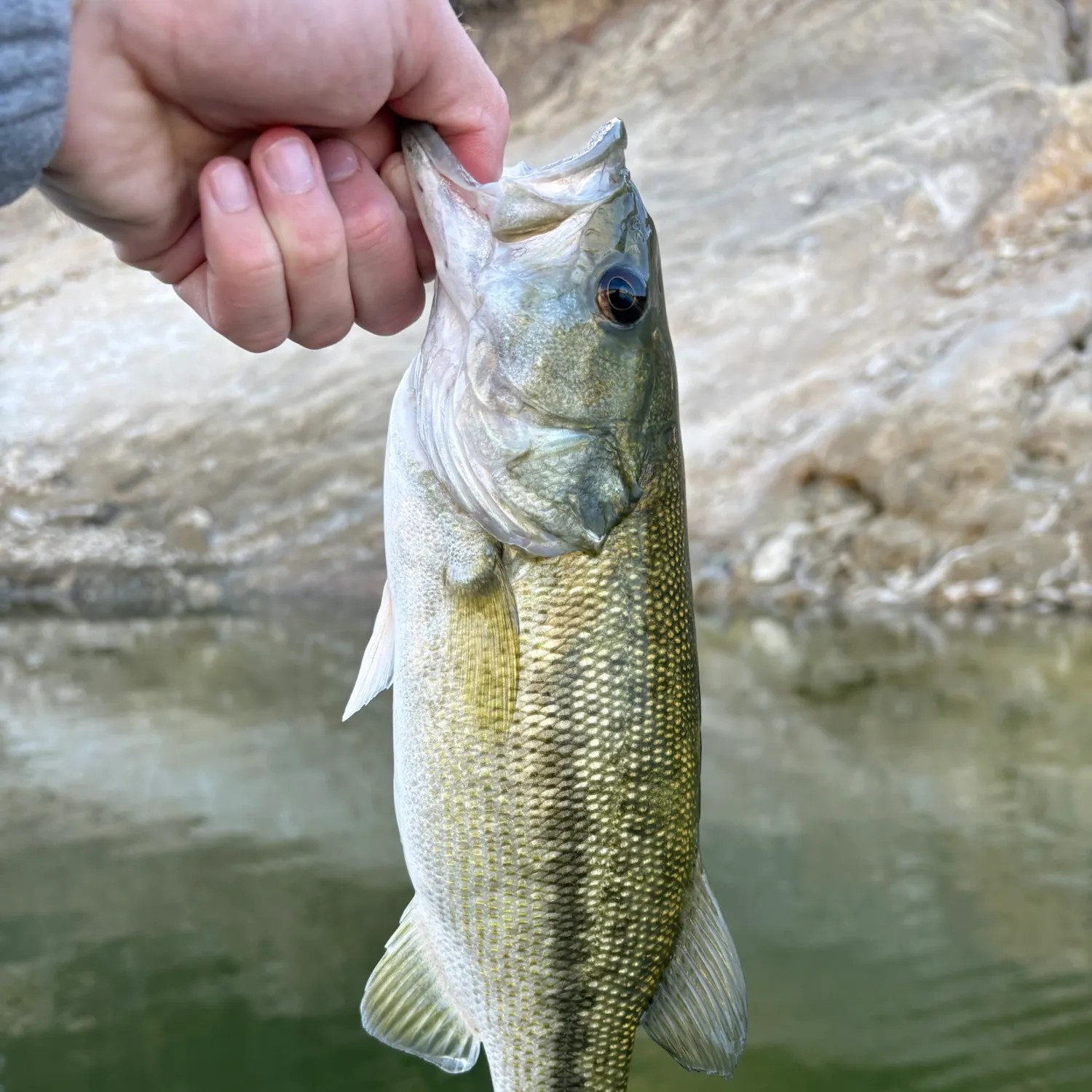 Spotted bass caught on Fishbrain