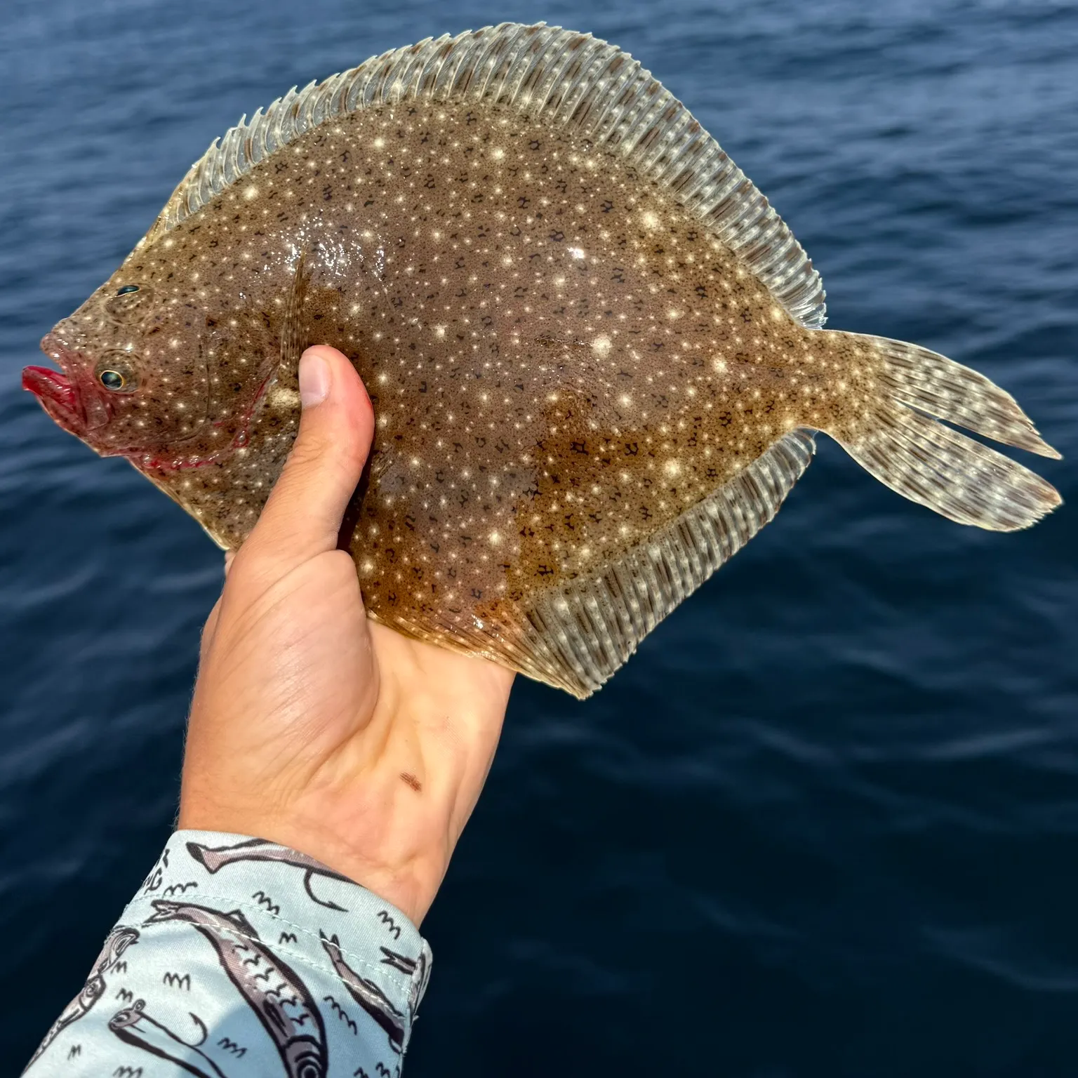 The most recent Windowpane flounder catches on Fishbrain