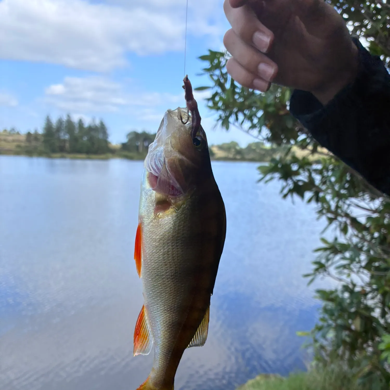 European perch caught on Fishbrain