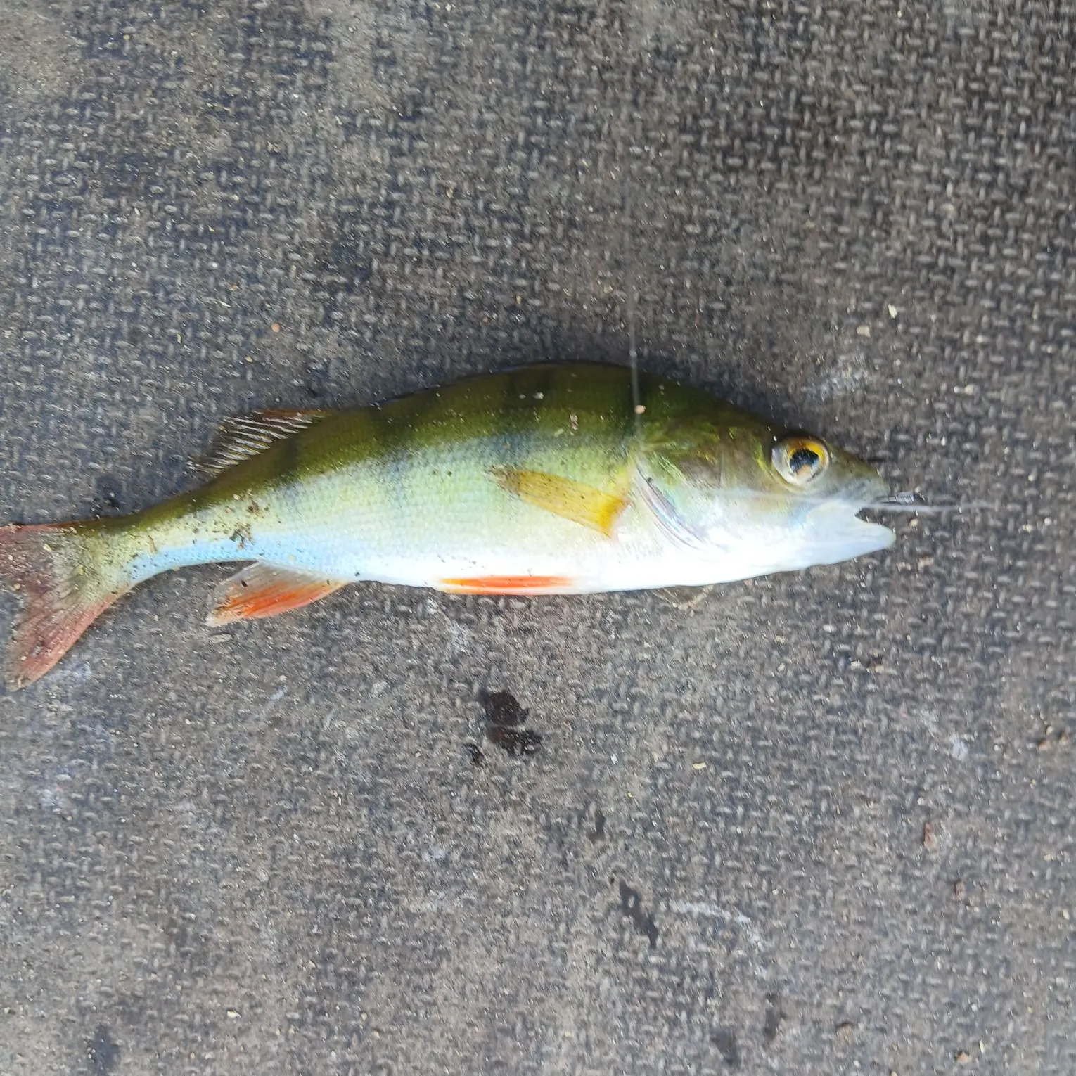 European perch caught on Fishbrain