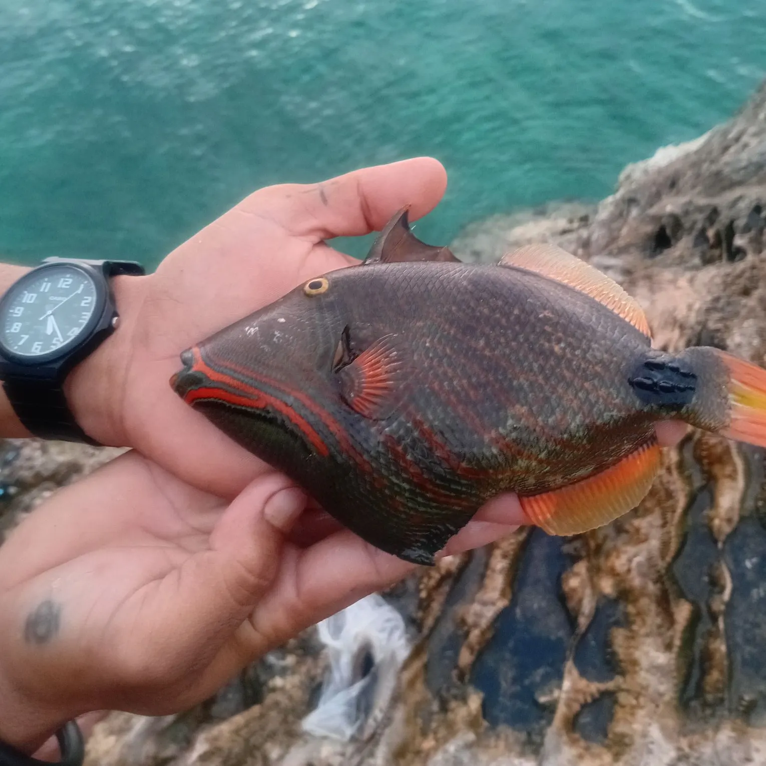 The most recent Orange-lined triggerfish catches on Fishbrain