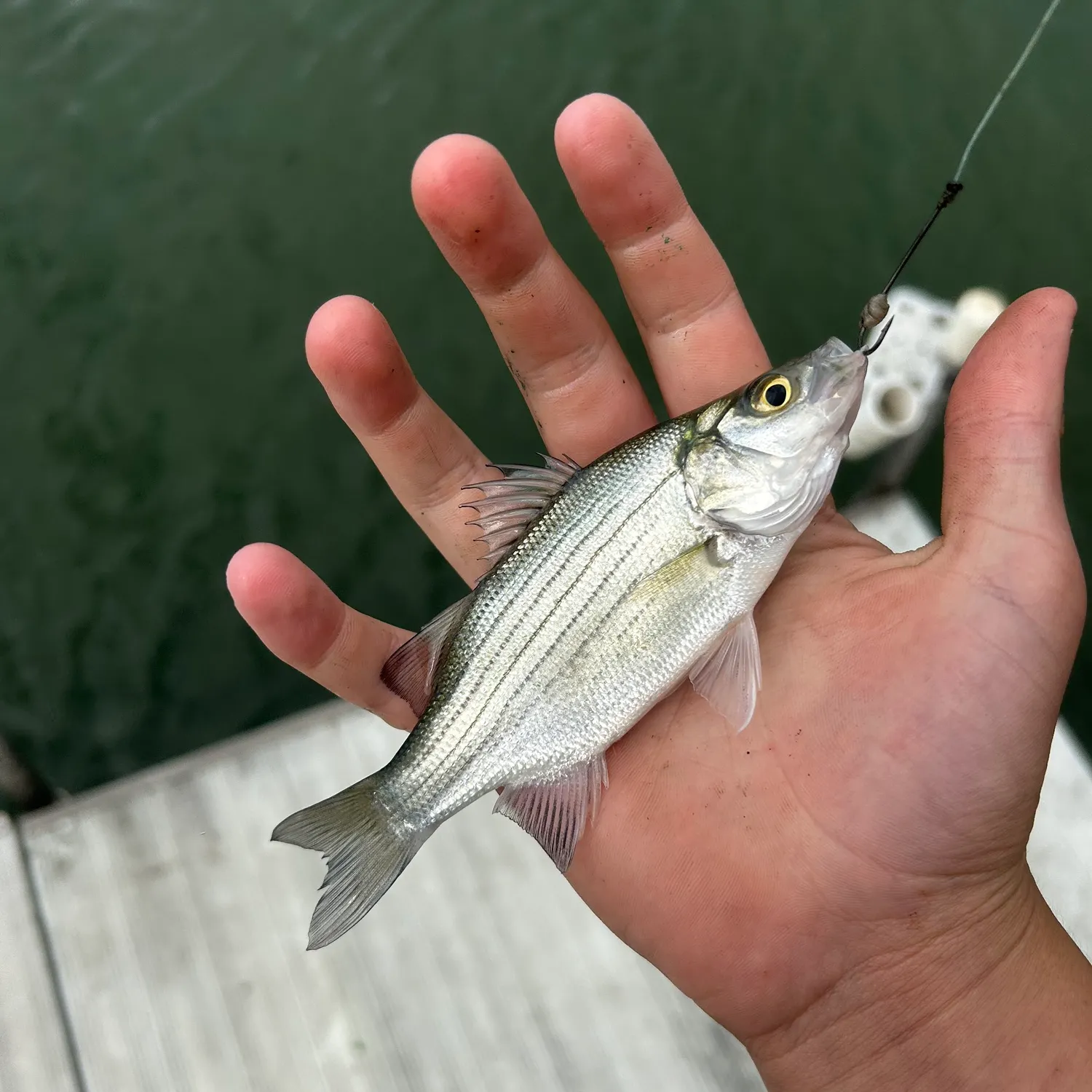 White bass caught on Fishbrain