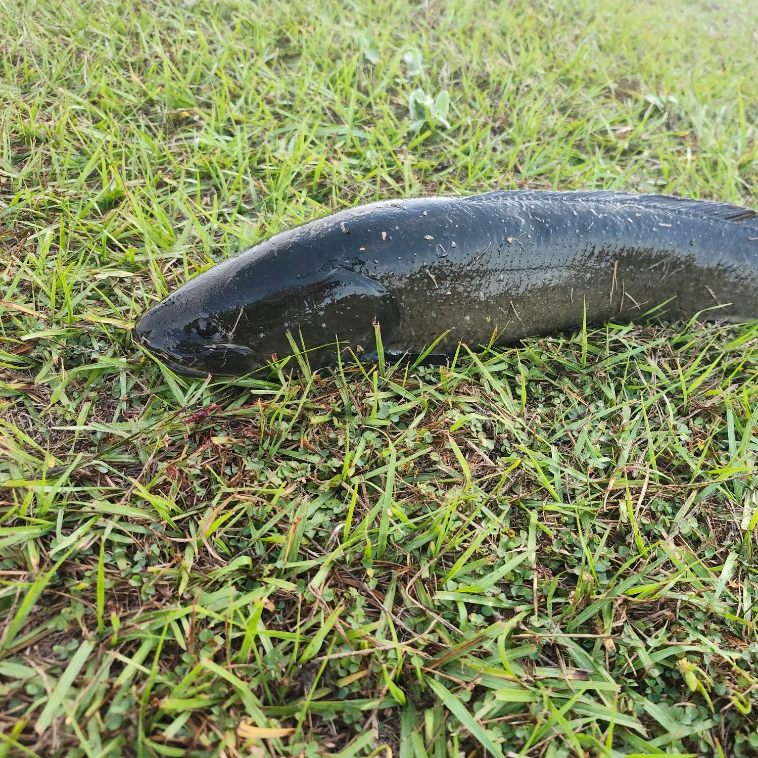 The most recent Eyetail bowfin catches on Fishbrain