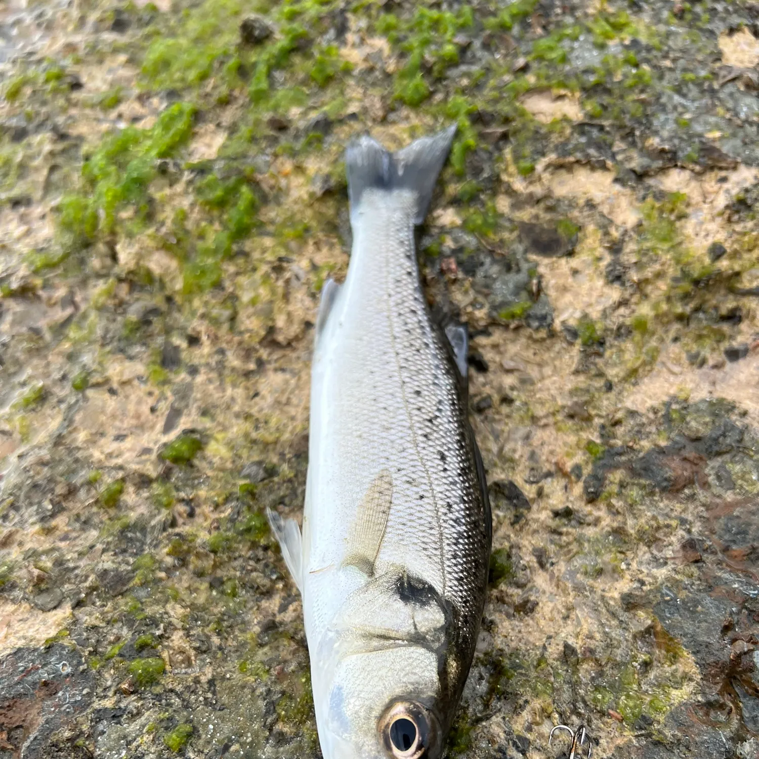 The most recent European seabass catches on Fishbrain