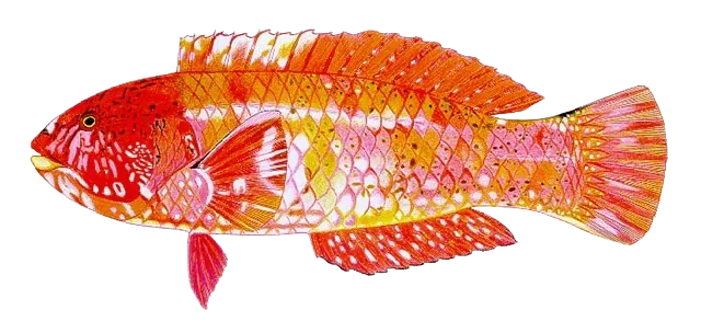 Brownspotted wrasse
