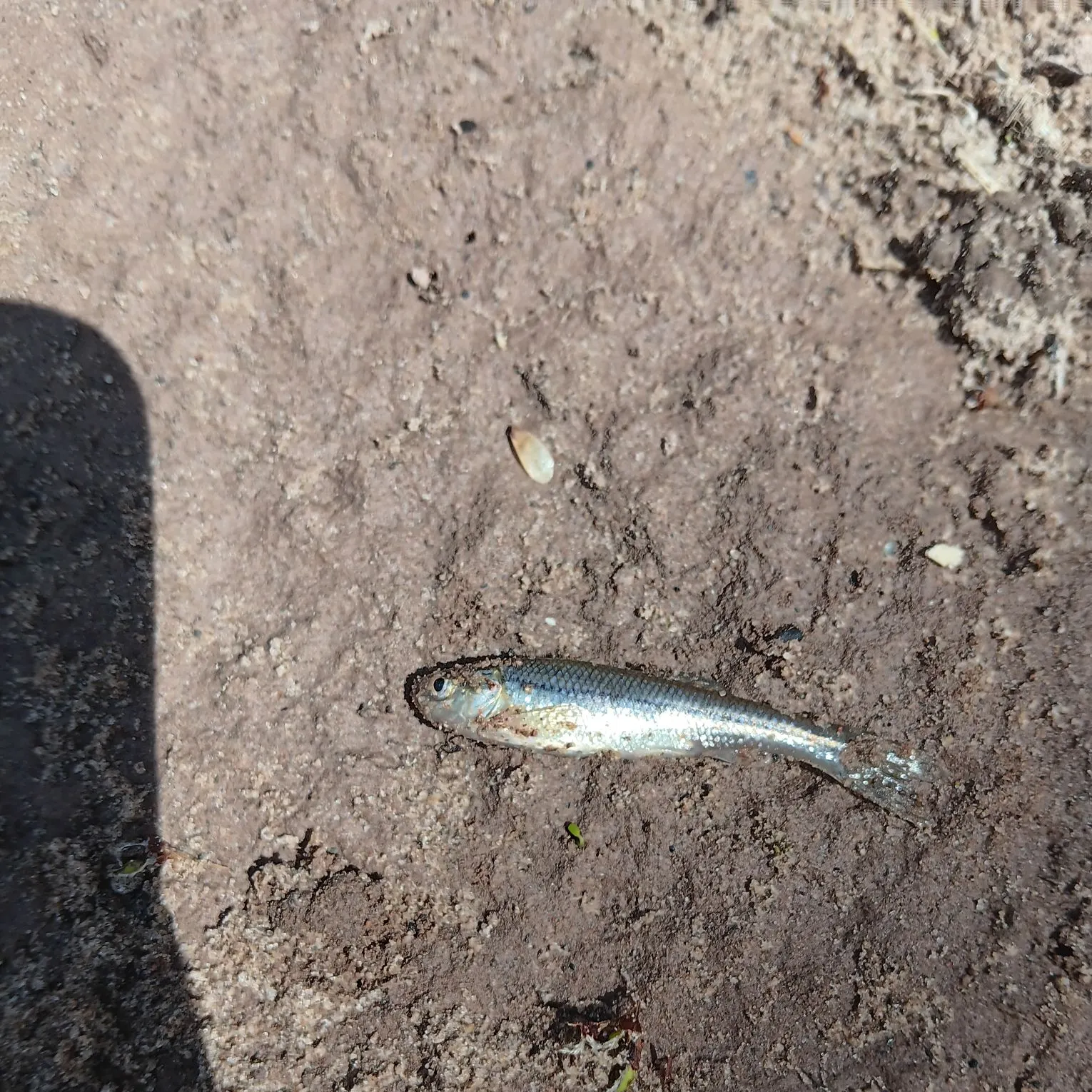The most recent Fathead minnow catches on Fishbrain