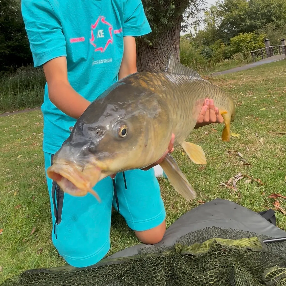 Common carp caught on Fishbrain