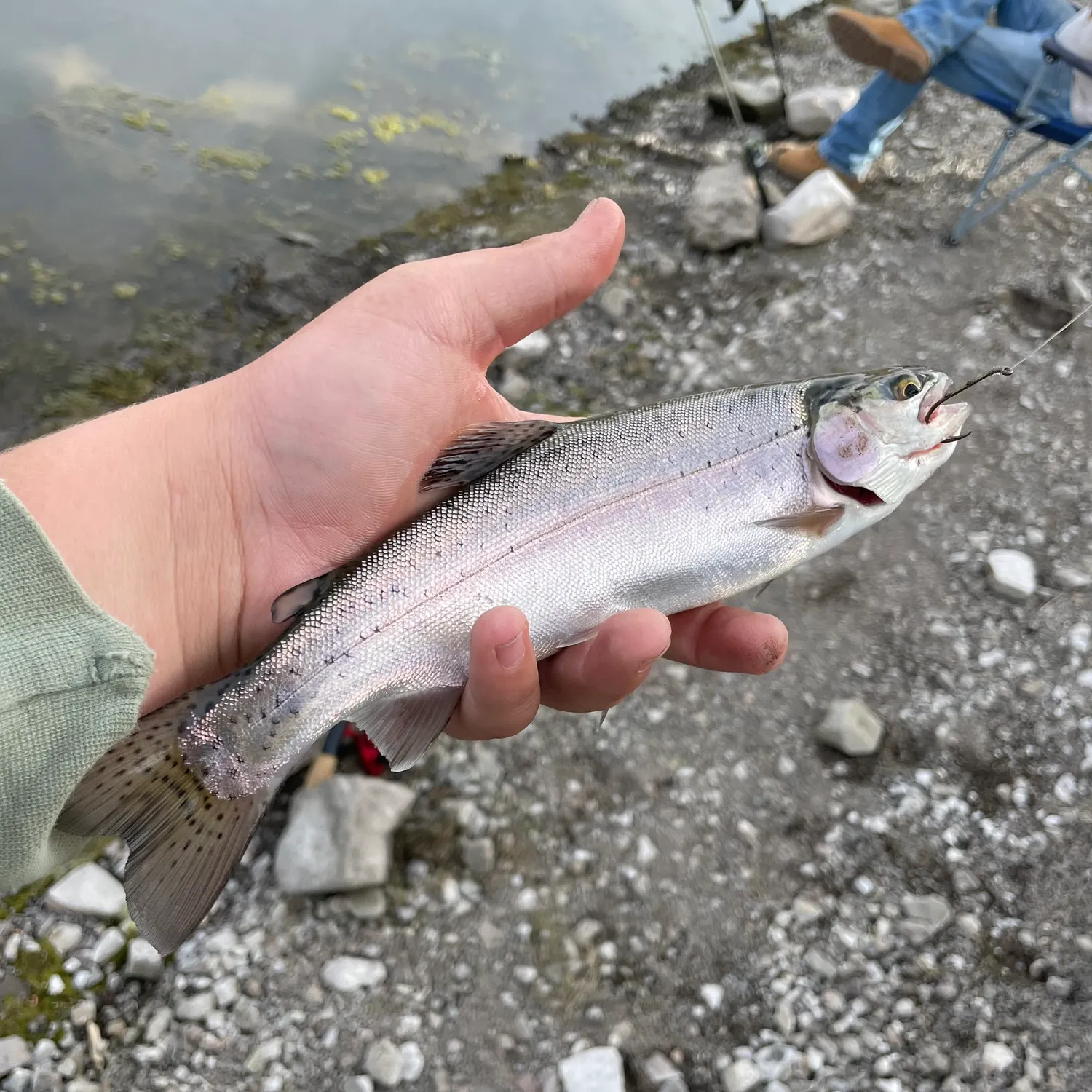 Rainbow trout caught on Fishbrain
