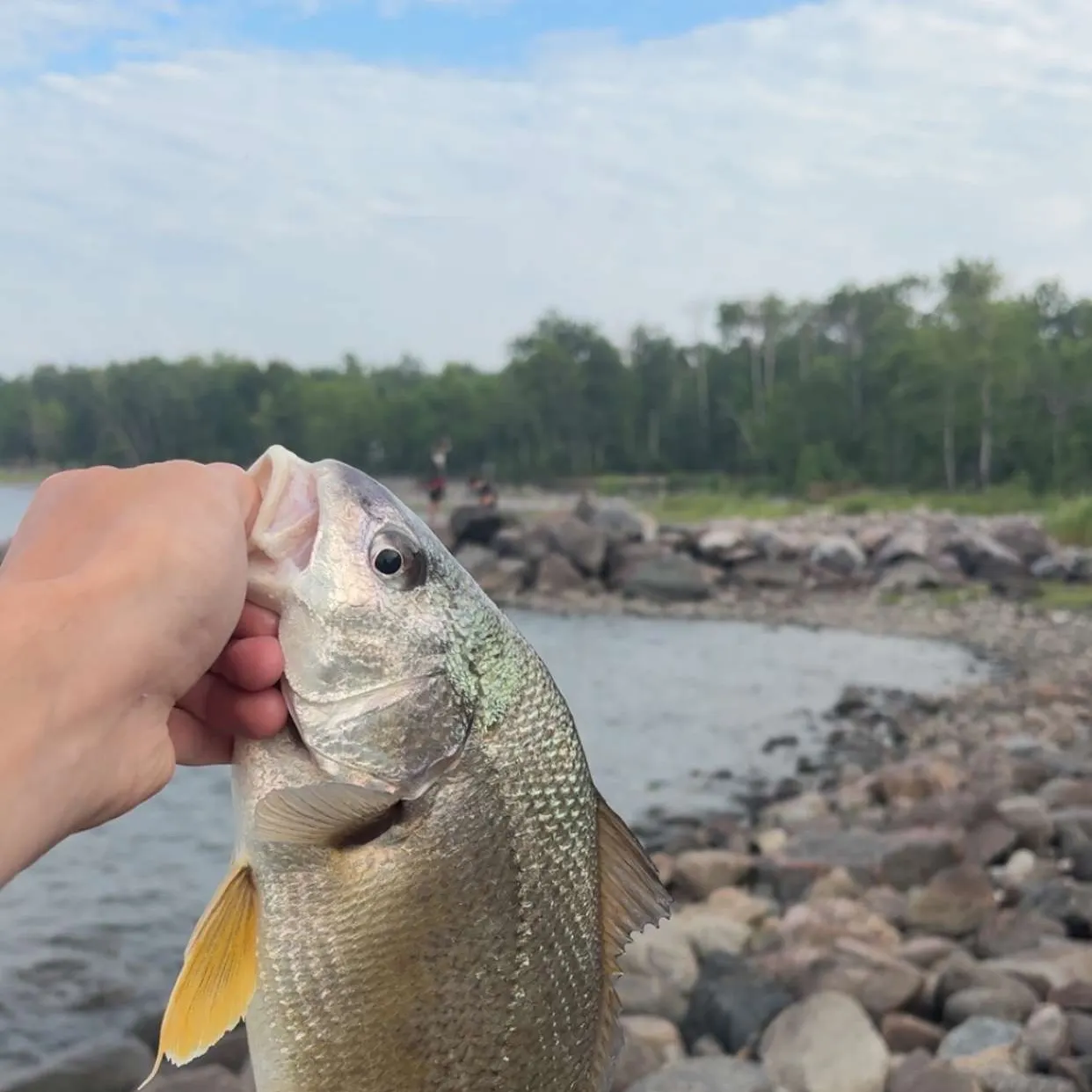 Freshwater drum caught on Fishbrain