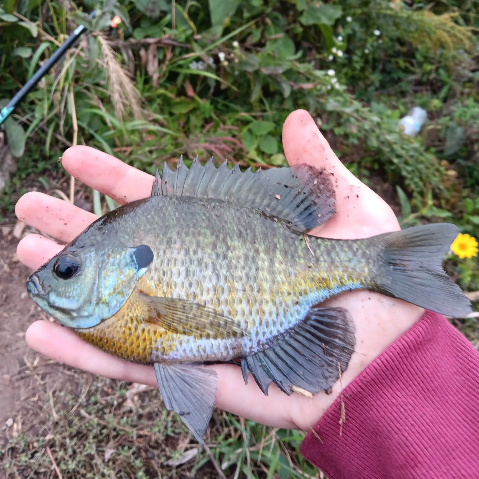 Bluegill caught on Fishbrain
