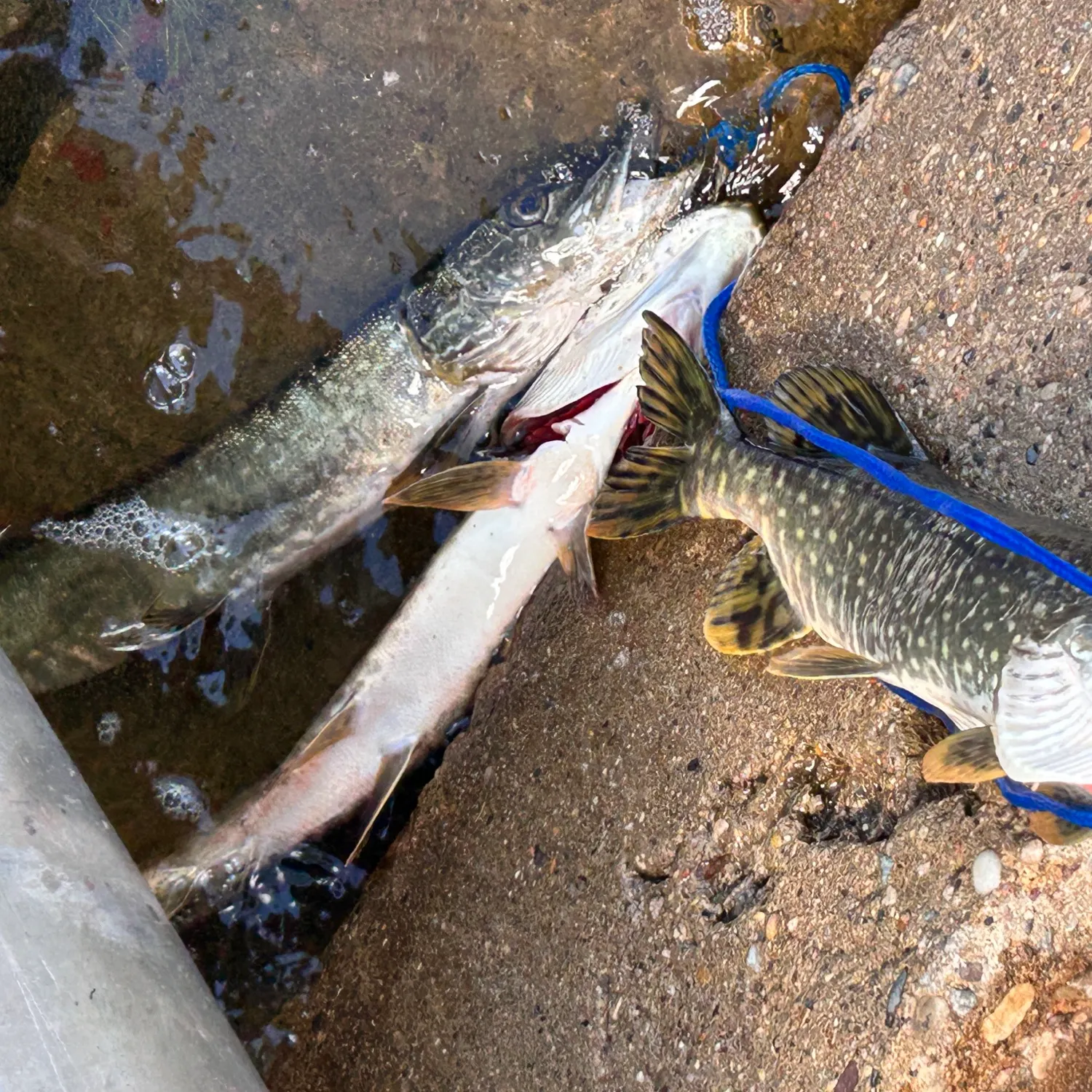 Northern pike caught on Fishbrain