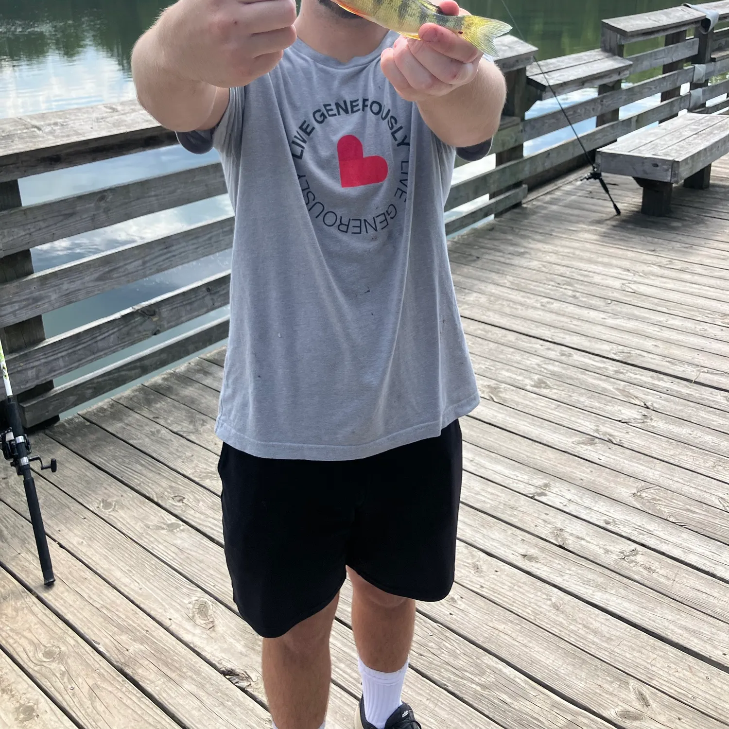 Yellow perch caught on Fishbrain