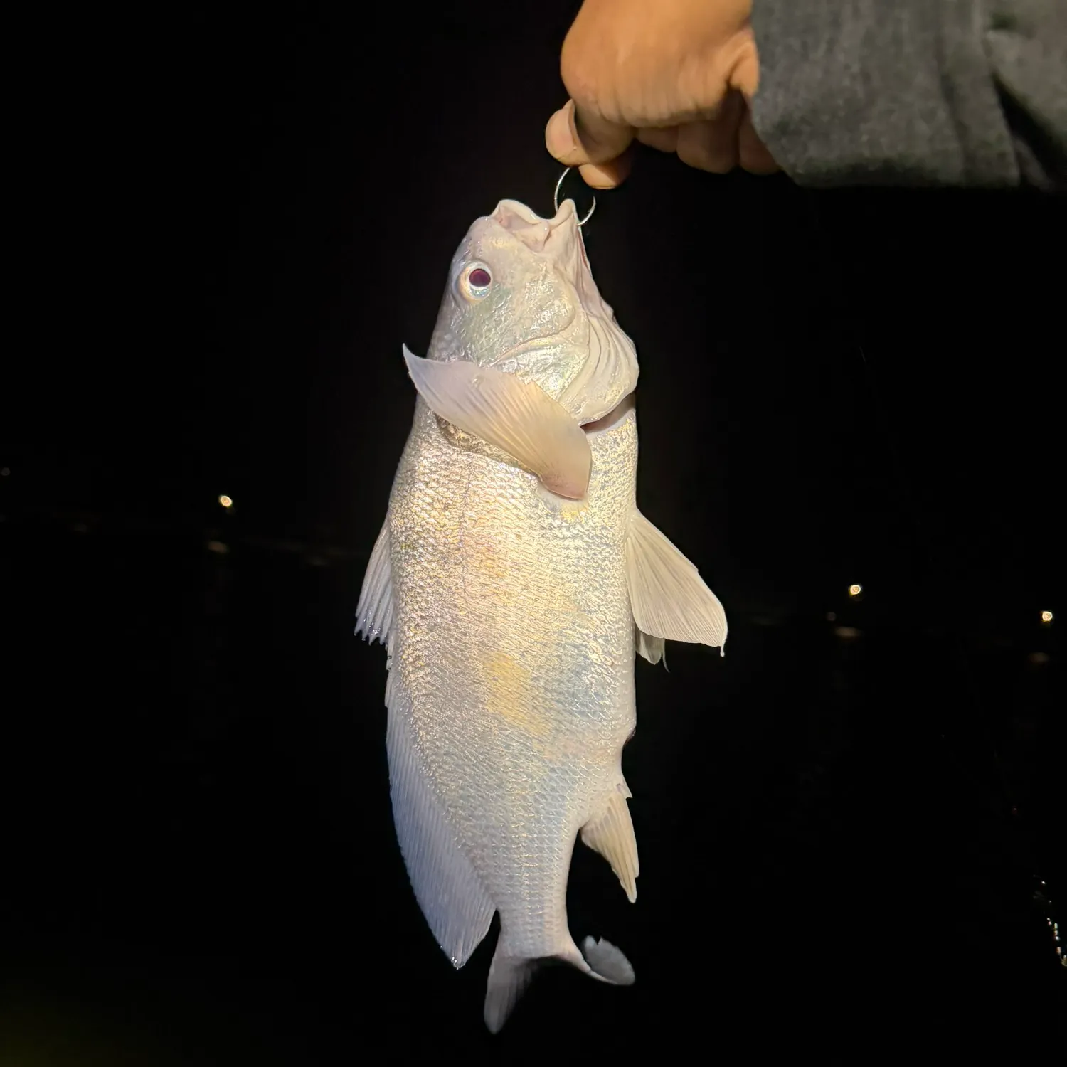 Freshwater drum caught on Fishbrain