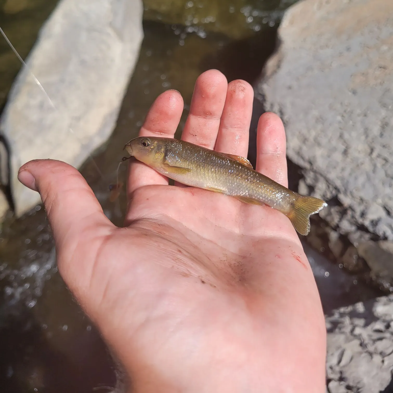 The most recent Cutlips minnow catches on Fishbrain