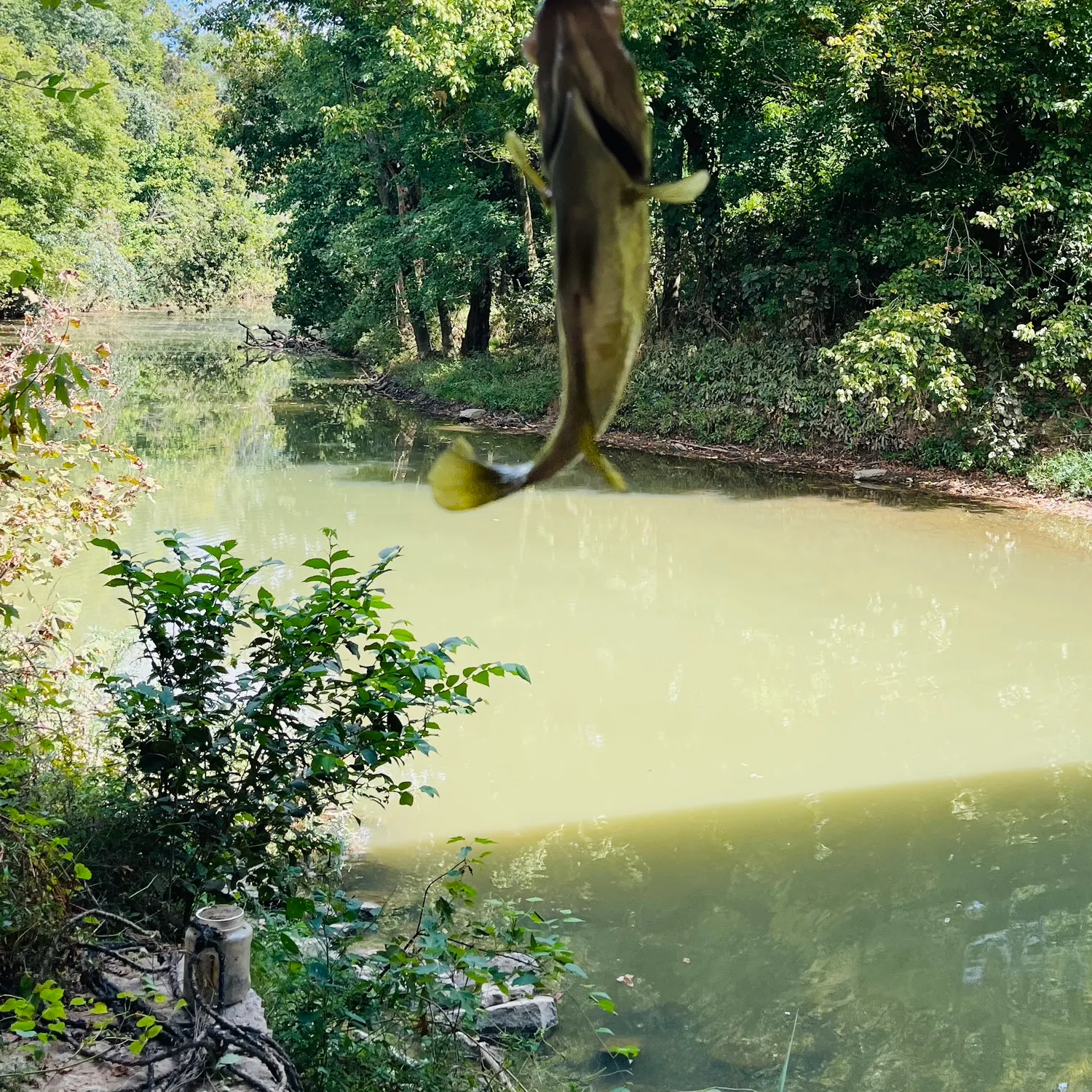 Rock bass caught on Fishbrain