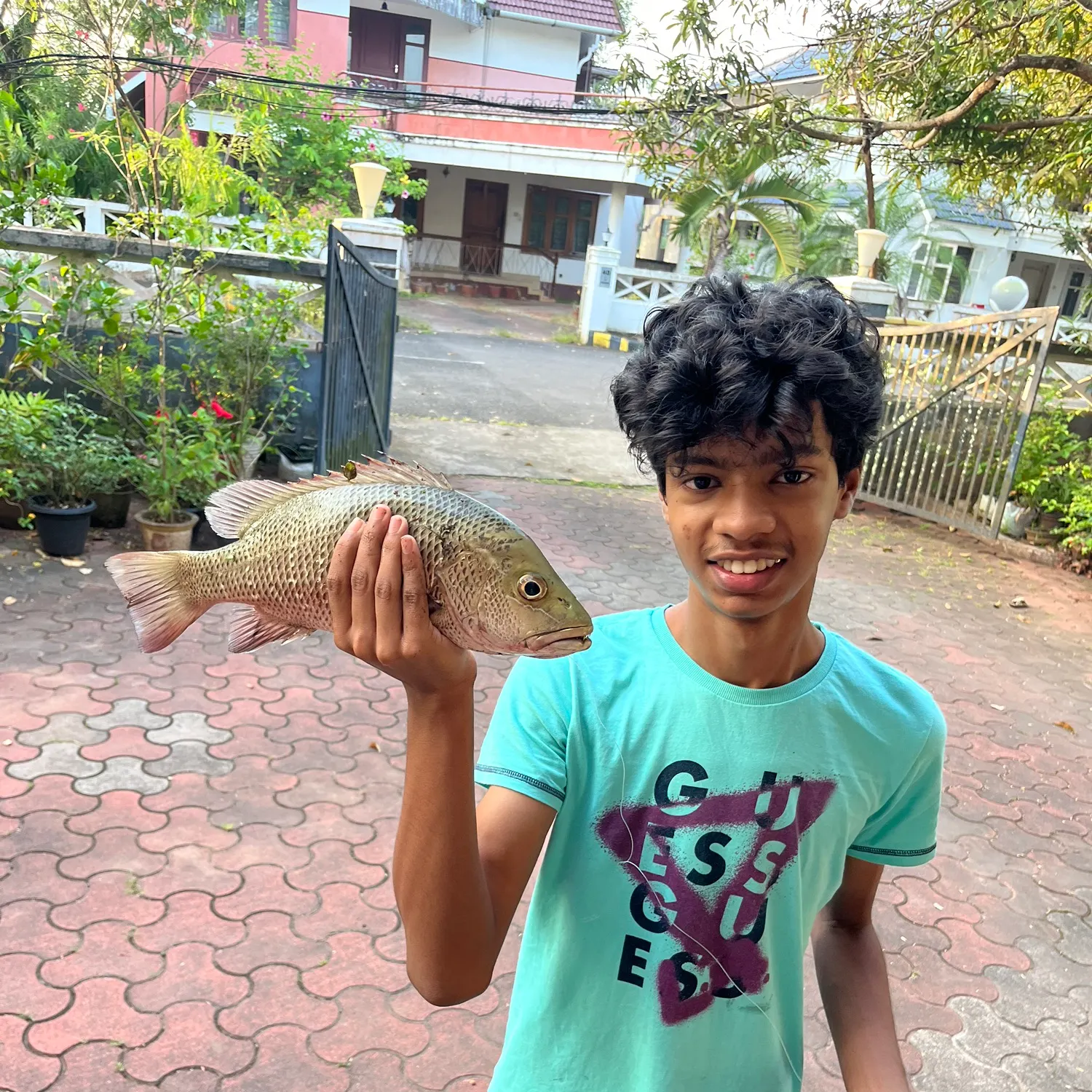 Mangrove red snapper caught on Fishbrain