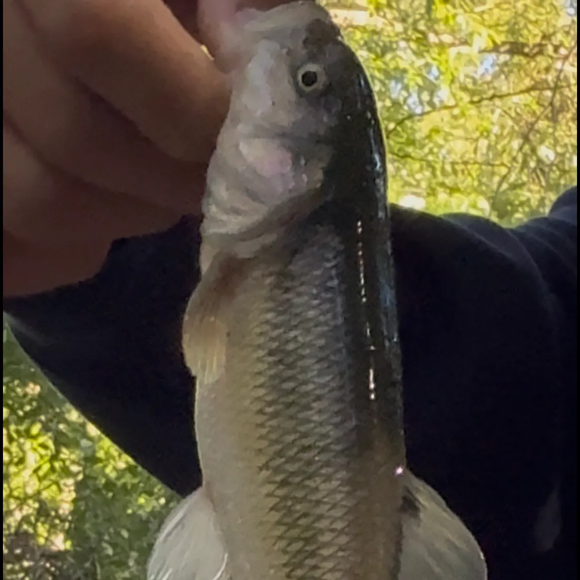 River chub caught on Fishbrain