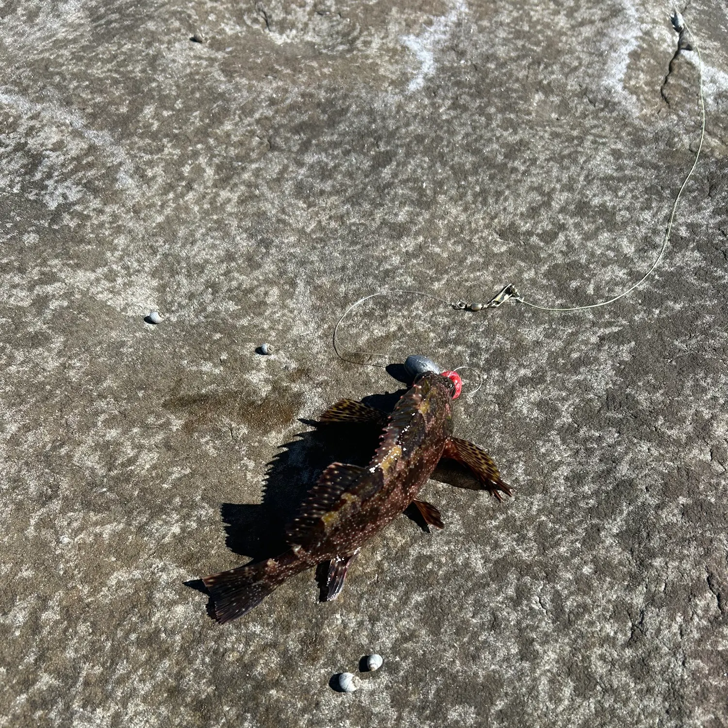 The most recent Rock cod catches on Fishbrain