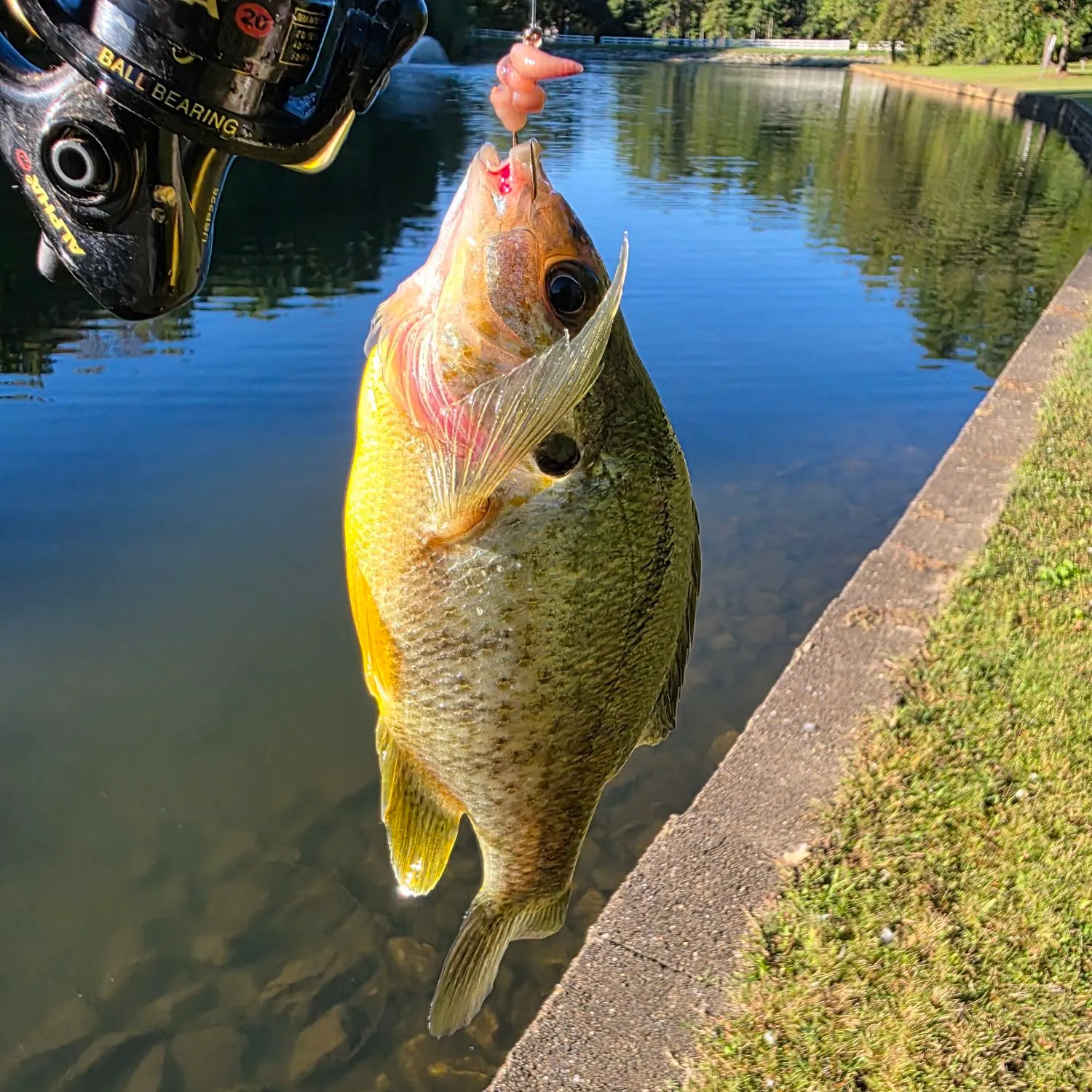 Bluegill caught on Fishbrain