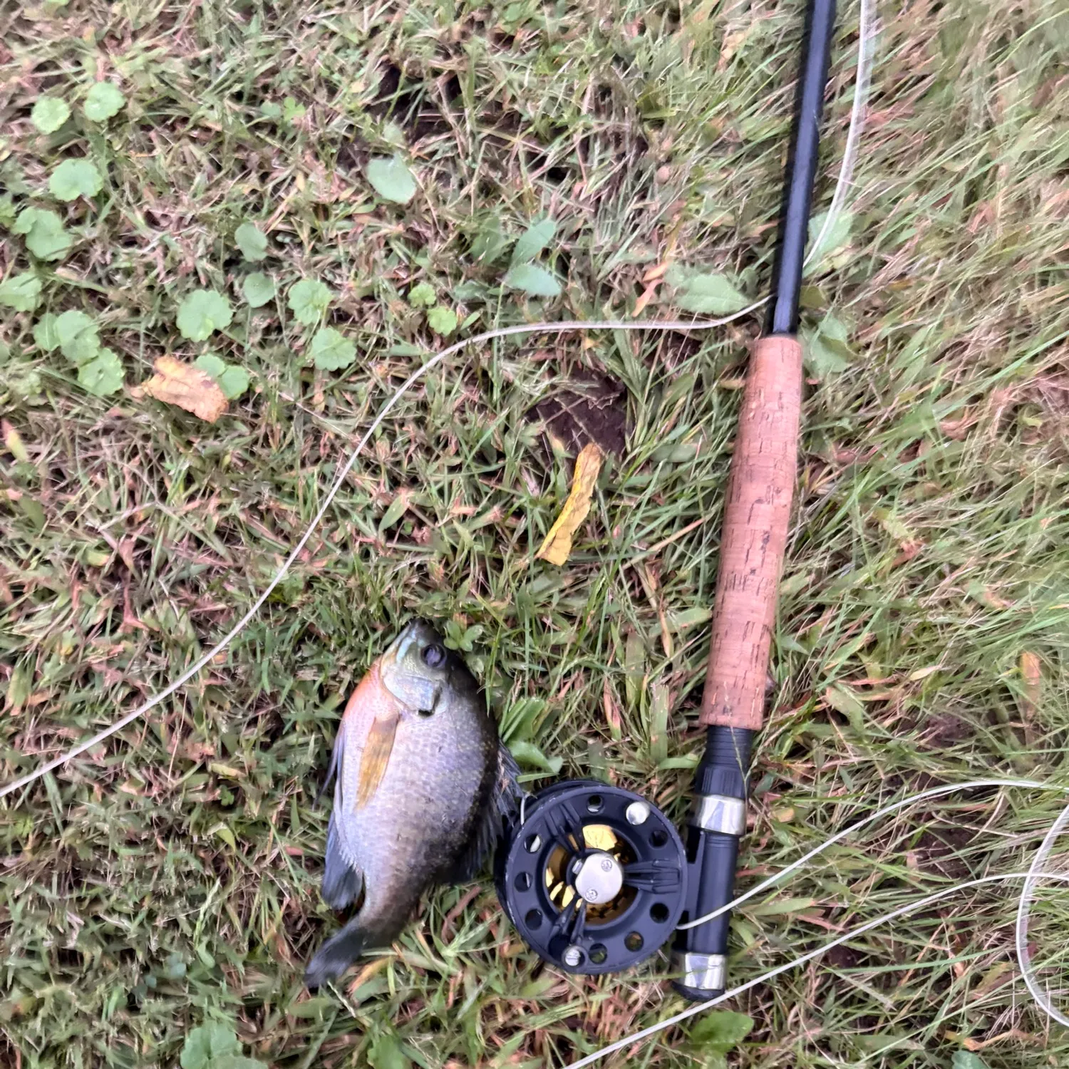 Bluegill caught on Fishbrain