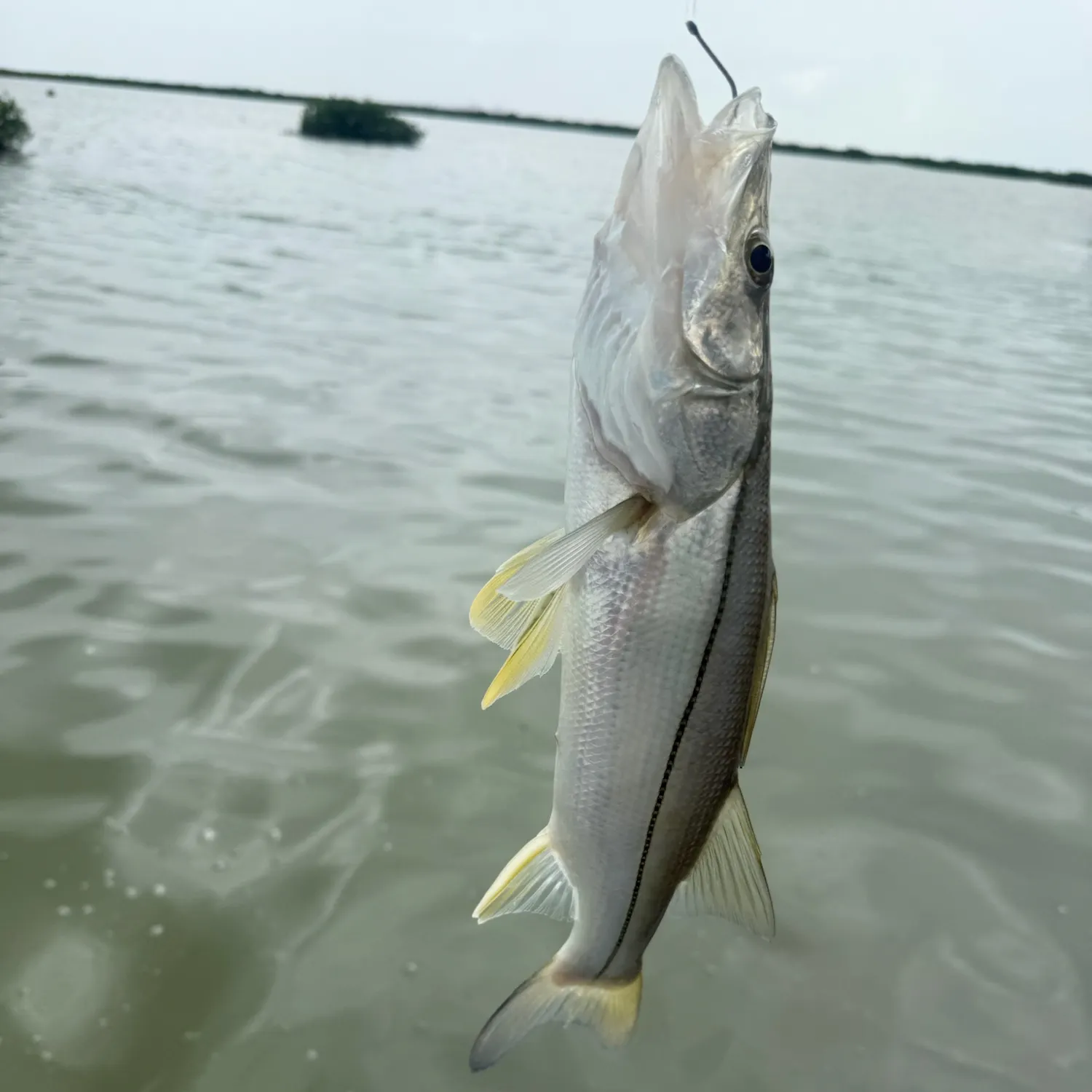 Common snook caught on Fishbrain