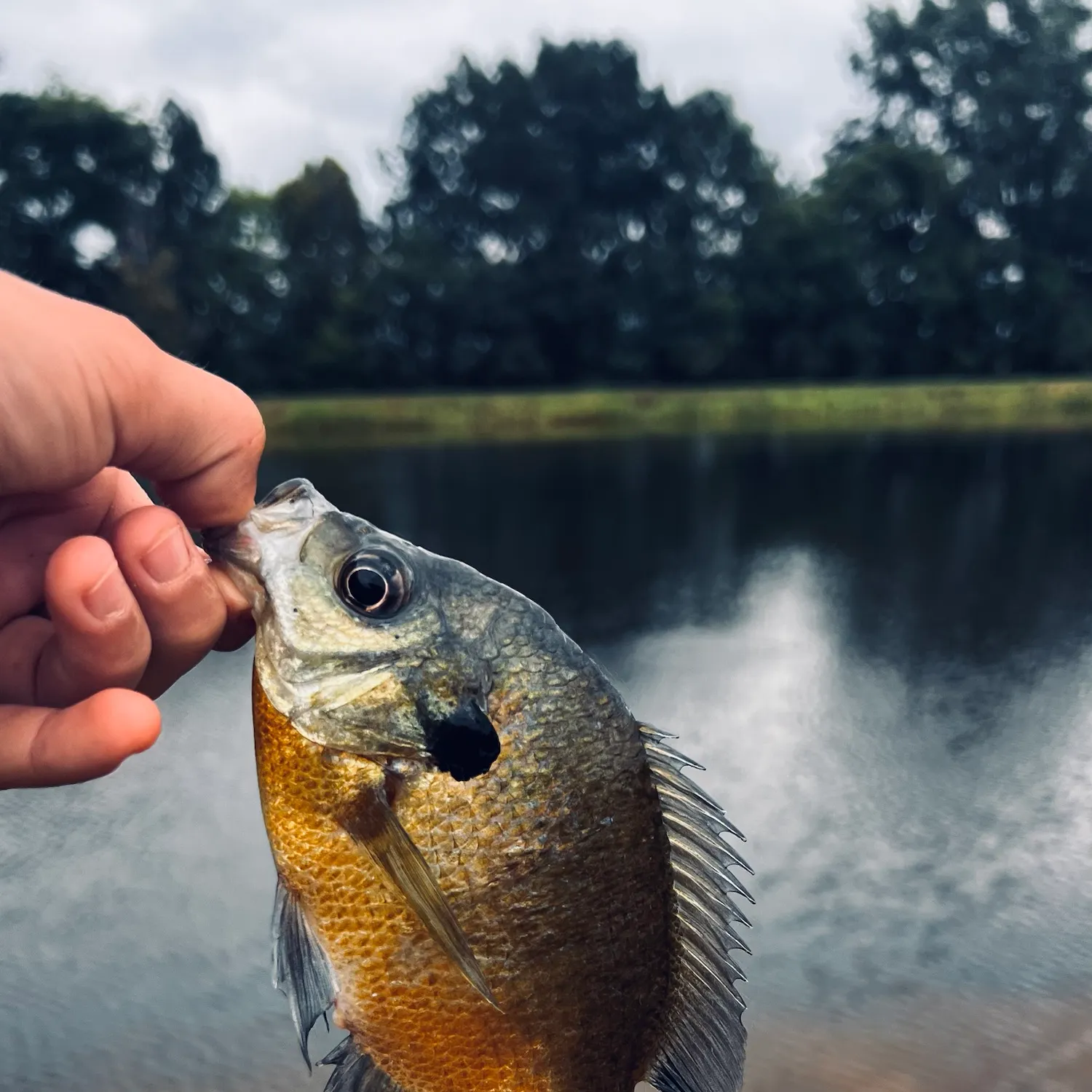 The most recent Bluegill catches on Fishbrain