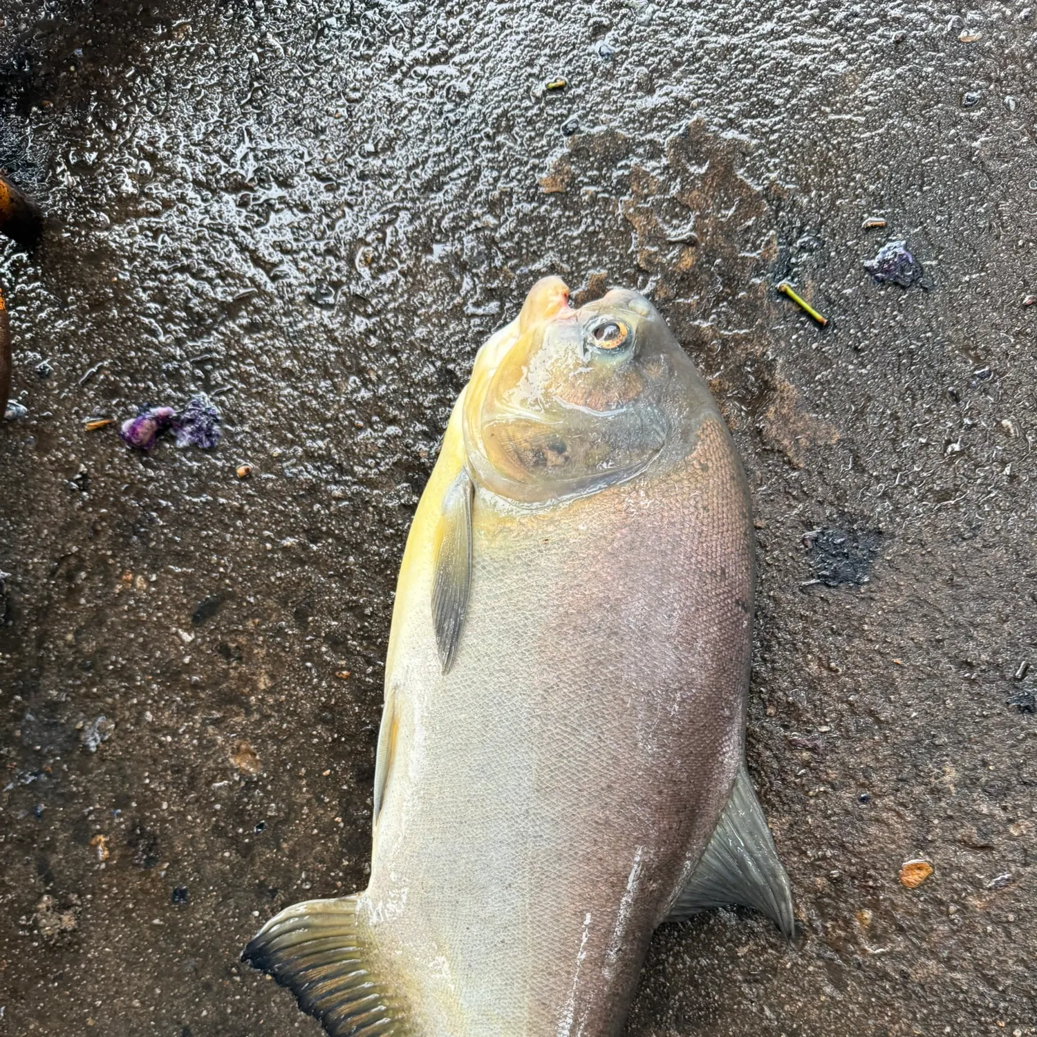 The most recent Small-scaled pacu catches on Fishbrain