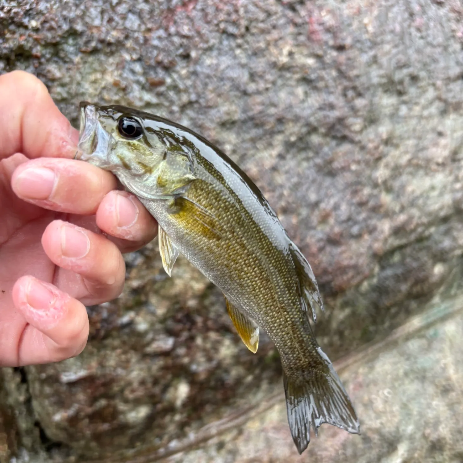 Smallmouth bass caught on Fishbrain