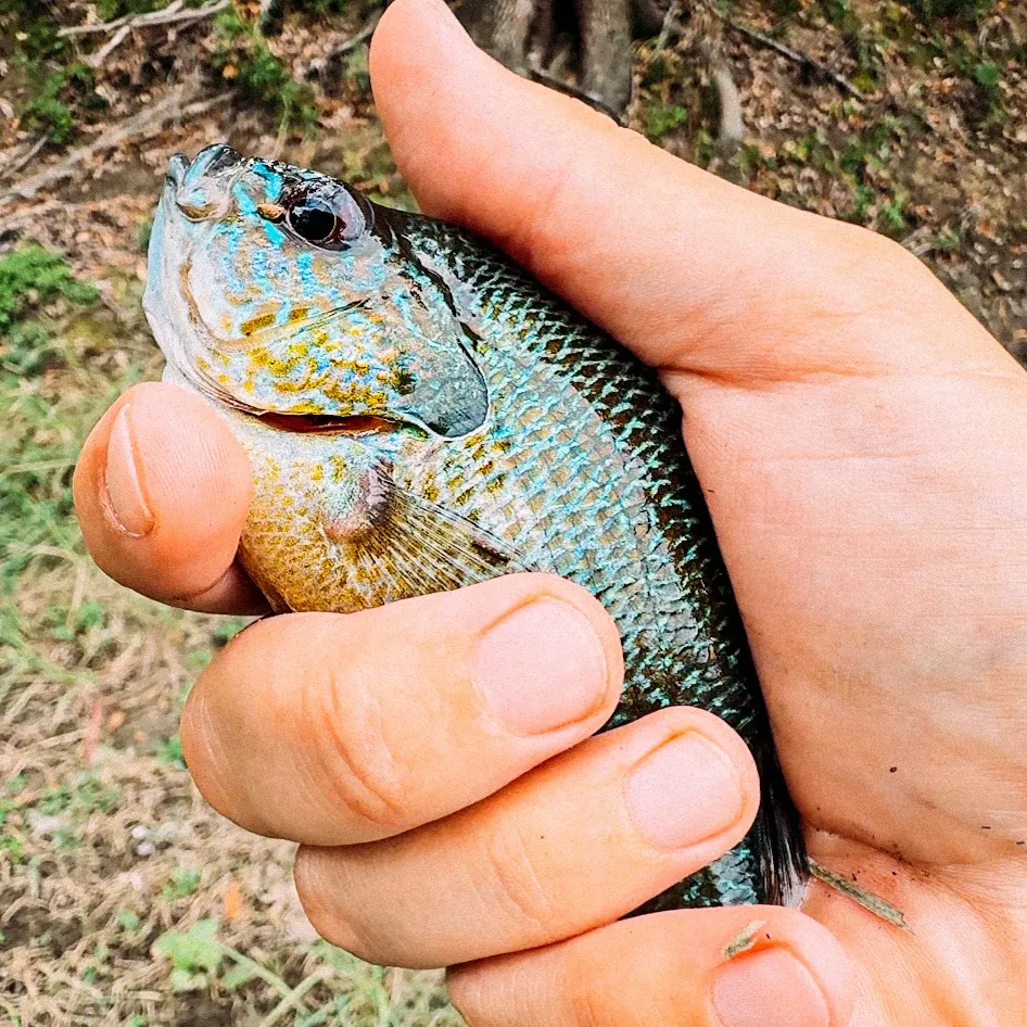 Green sunfish caught on Fishbrain