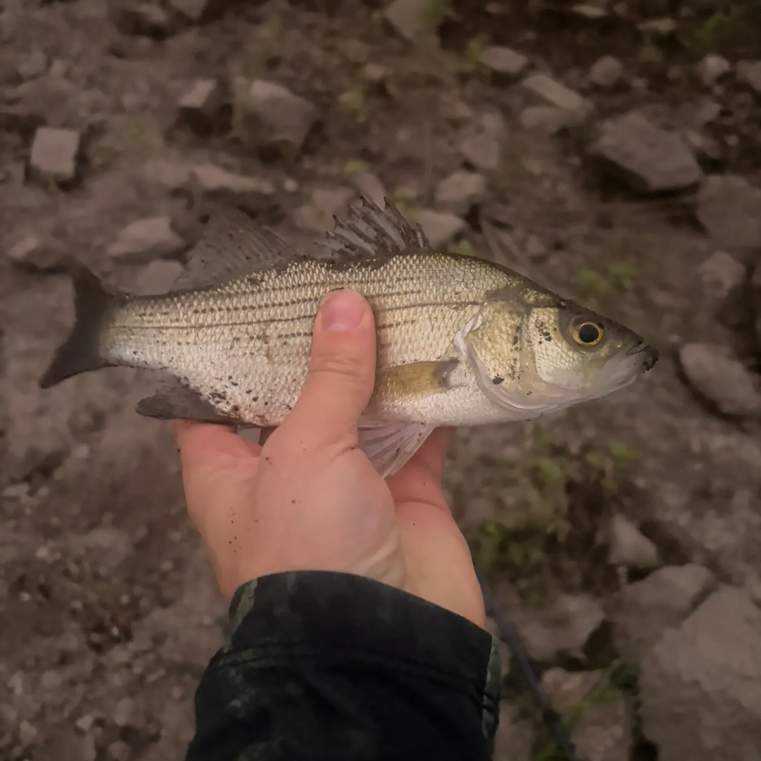 White bass caught on Fishbrain