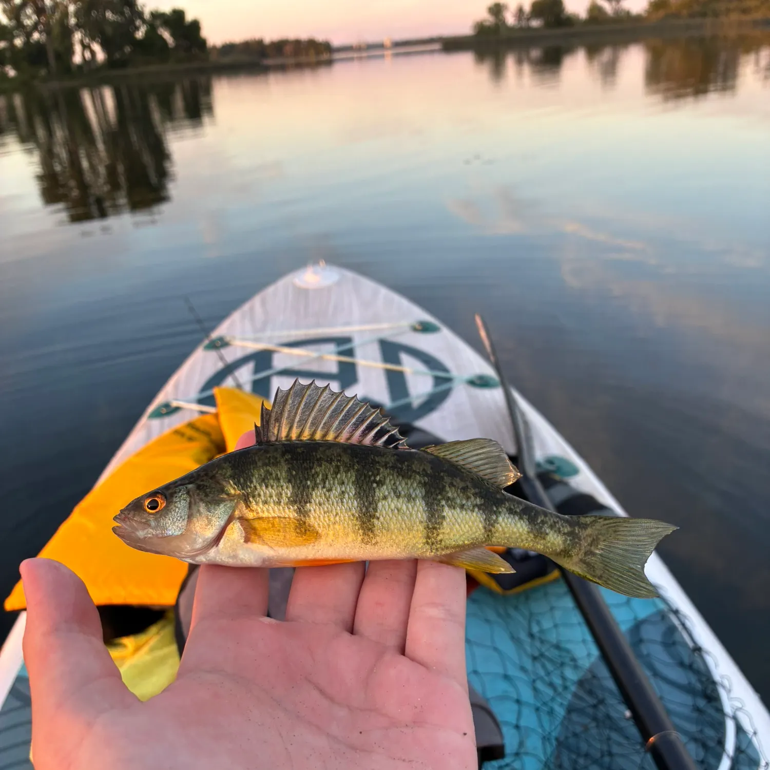 Yellow perch caught on Fishbrain