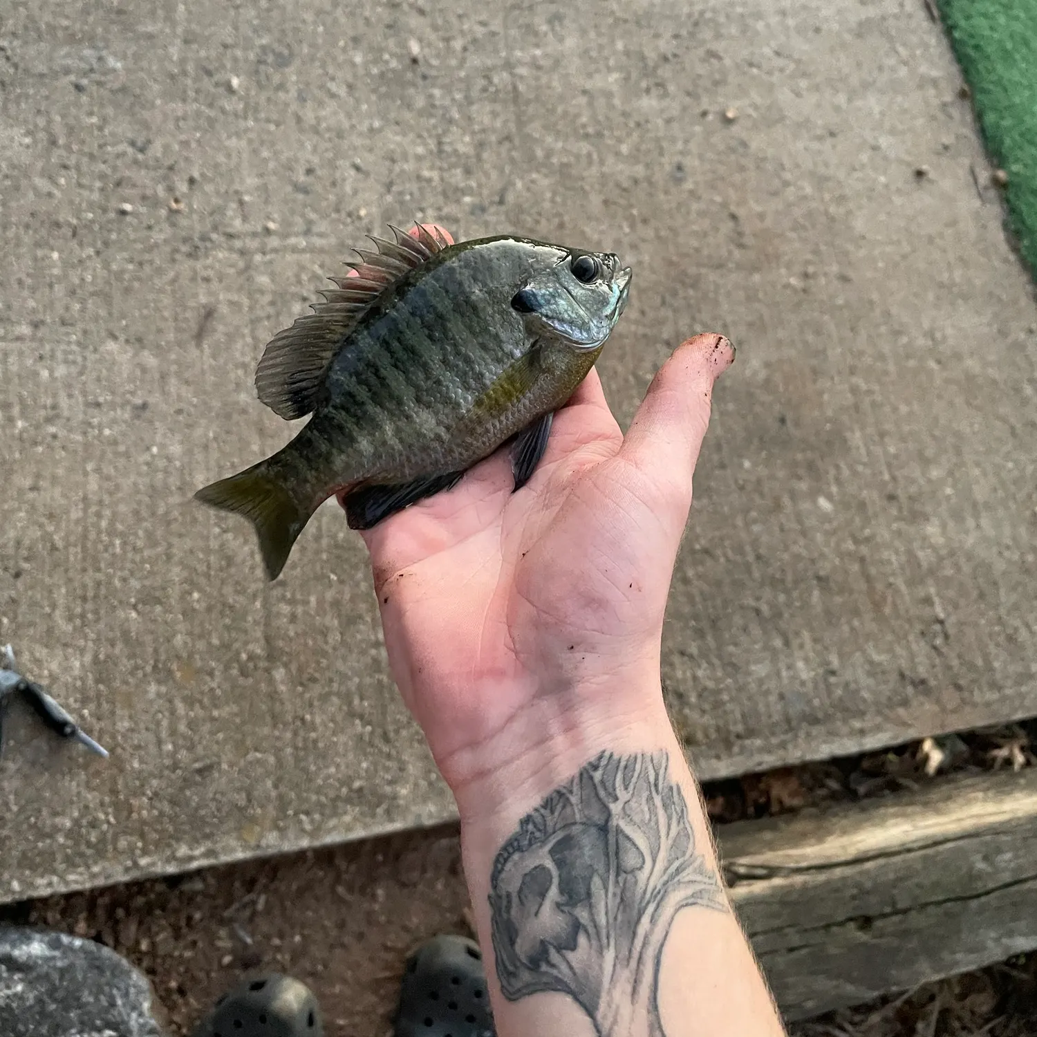 Bluegill caught on Fishbrain