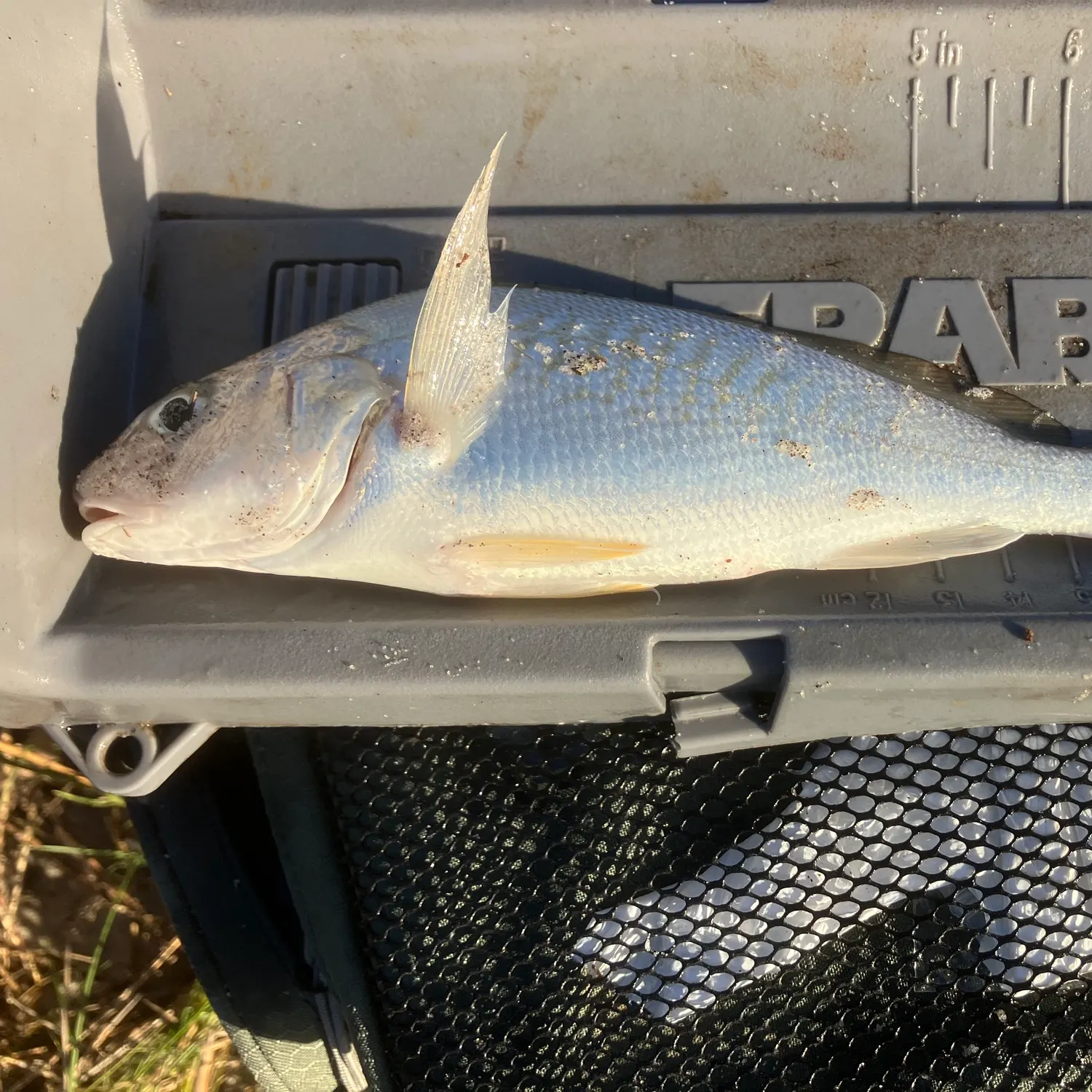 Fish caught on Fishbrain
