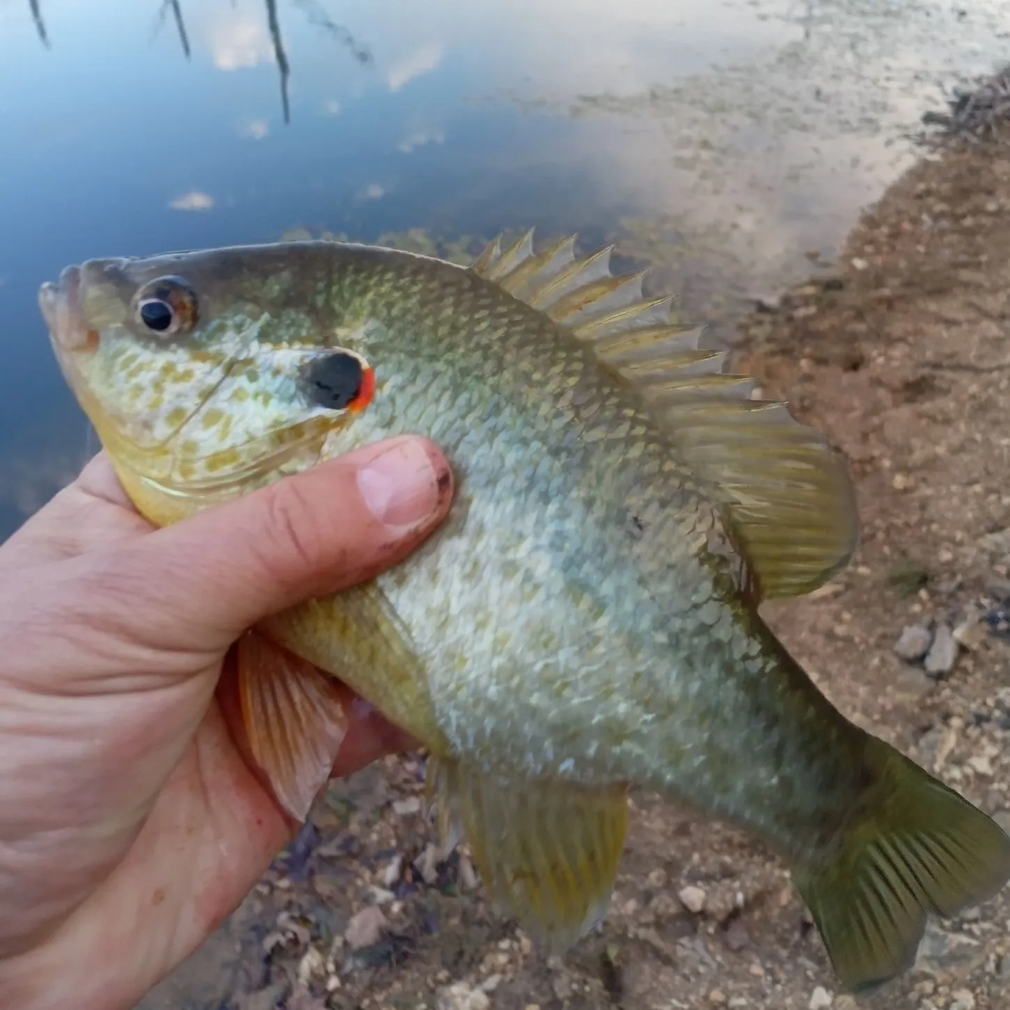 Redear sunfish caught on Fishbrain