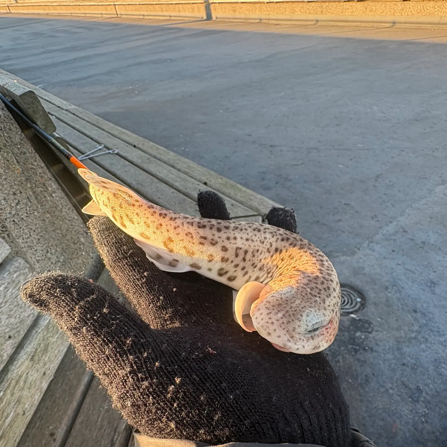 The most recent Lesser spotted dogfish catches on Fishbrain