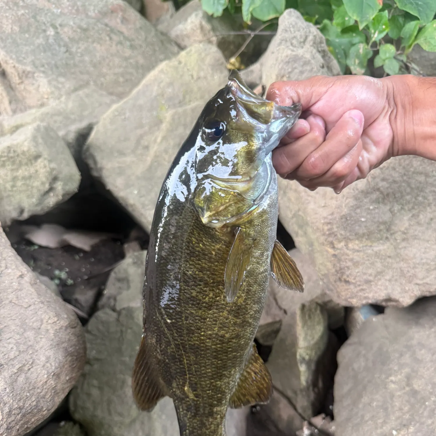 Smallmouth bass caught on Fishbrain
