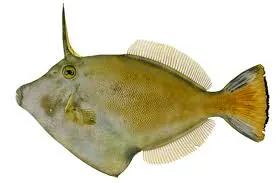 Large-scaled leatherjacket