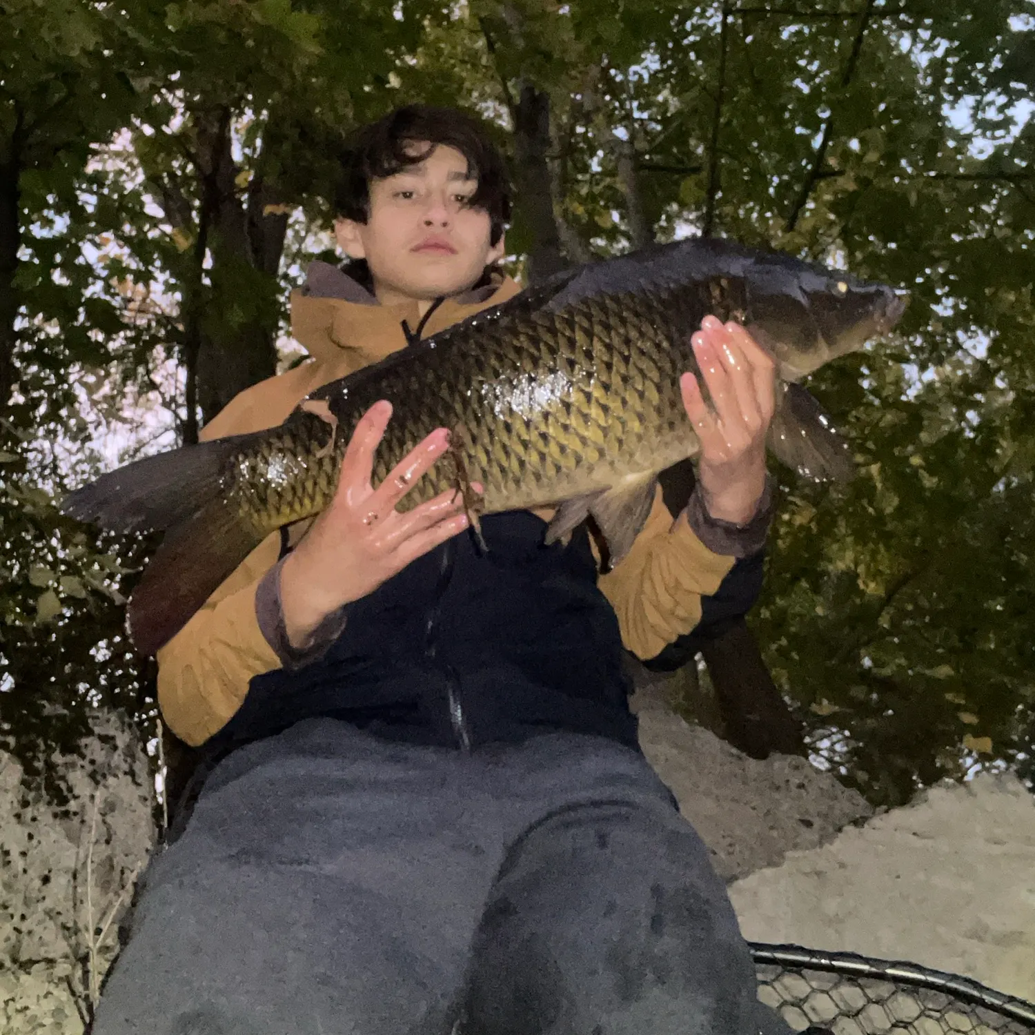 Common carp caught on Fishbrain