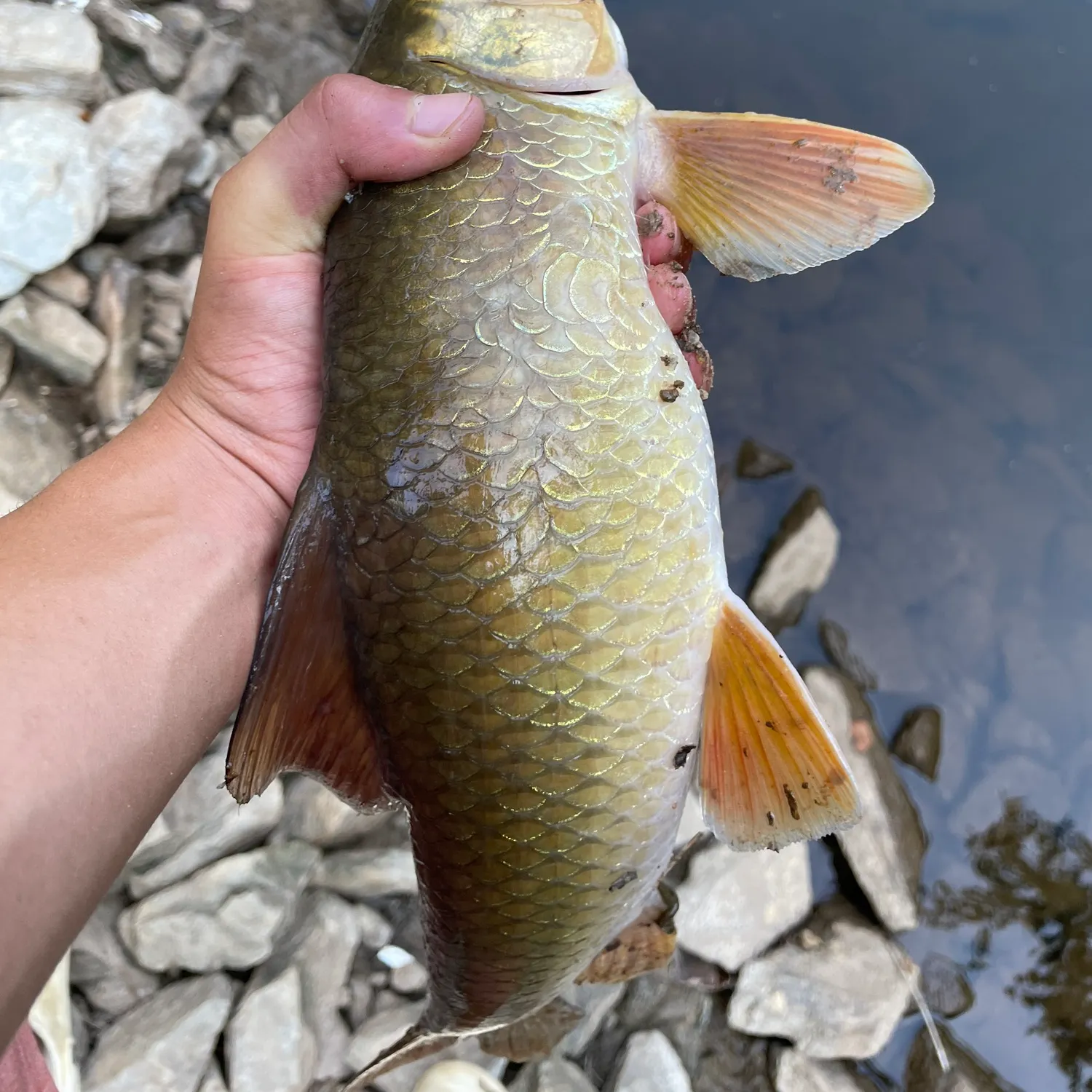 Common carp caught on Fishbrain