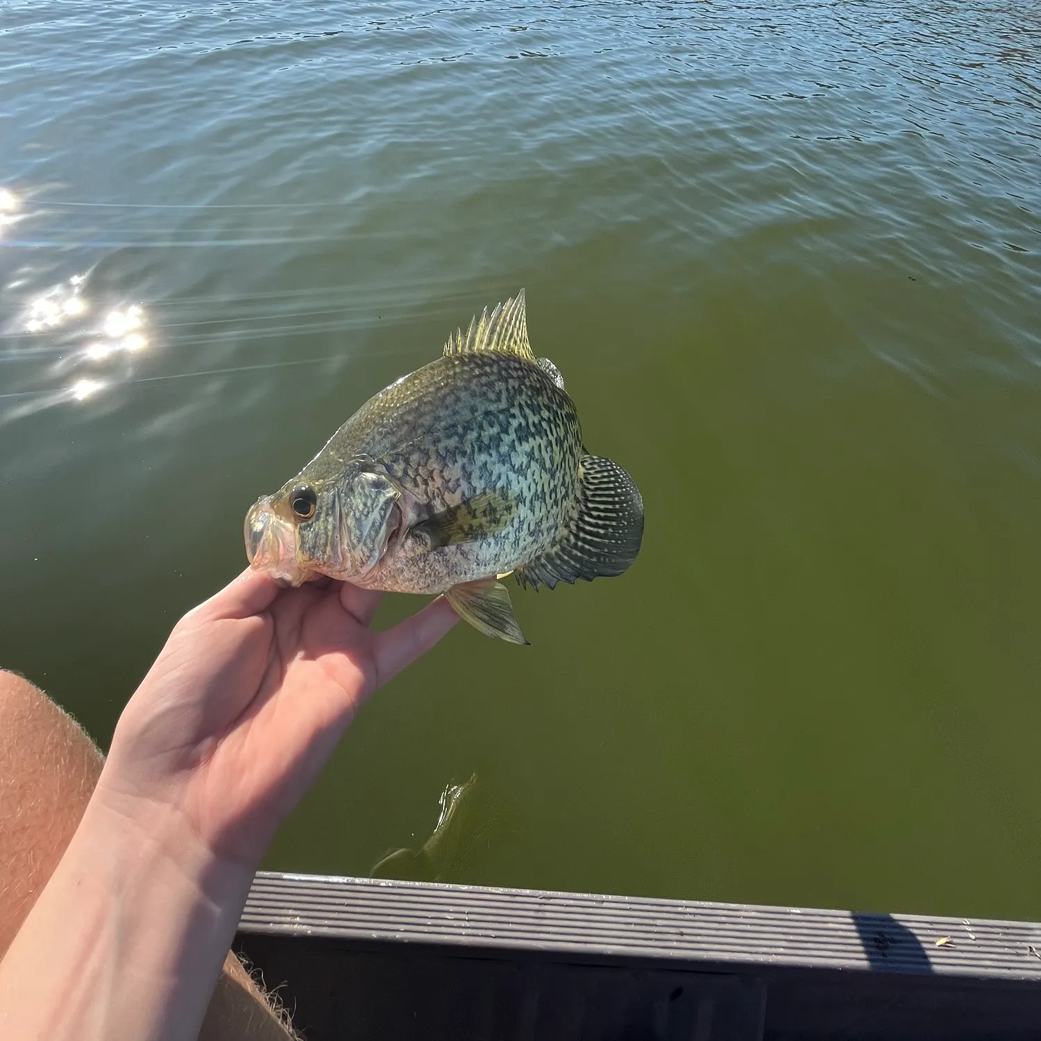 Black crappie caught on Fishbrain