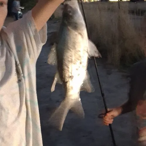 White bass caught on Fishbrain