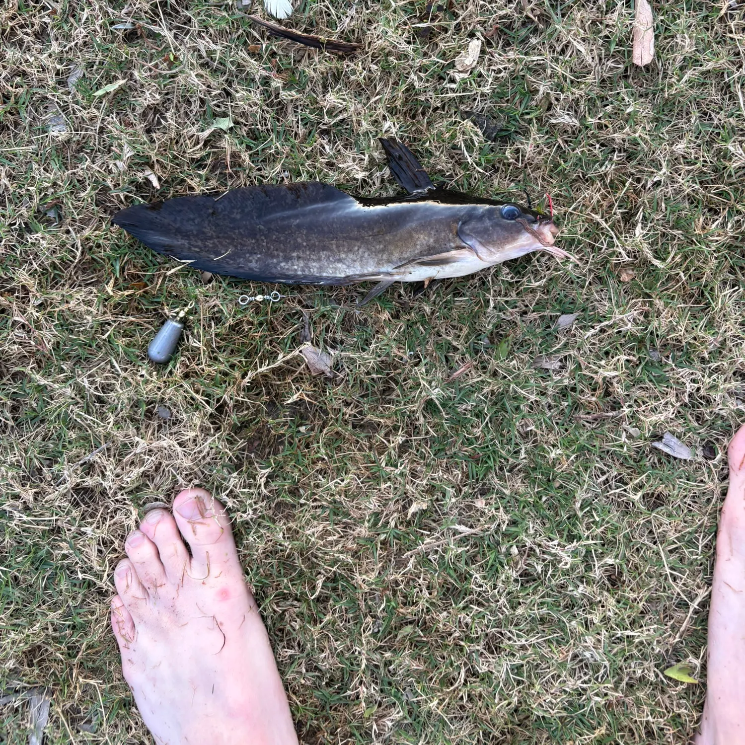 The most recent Dewfish catches on Fishbrain