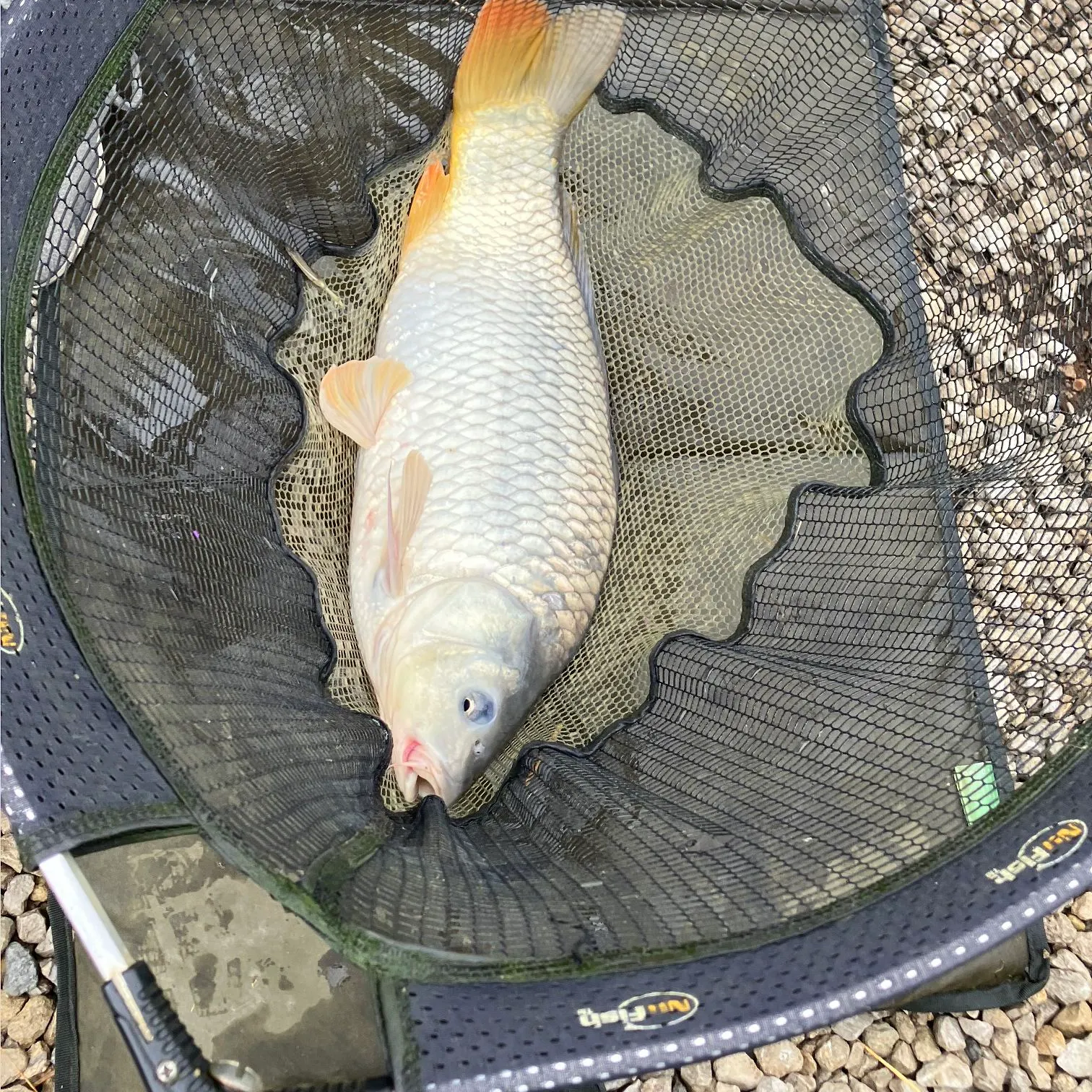 The most recent Ghost carp catches on Fishbrain