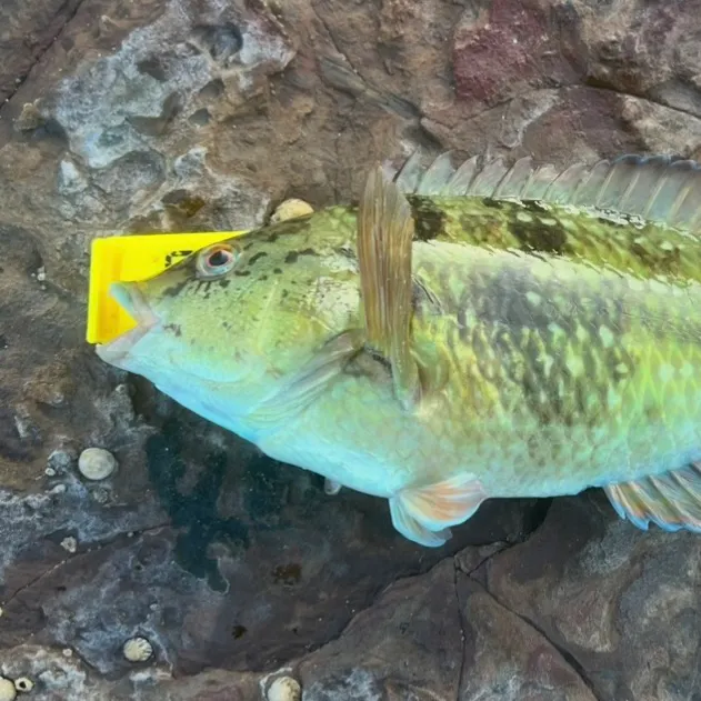 The most recent Crimsonbanded wrasse catches on Fishbrain
