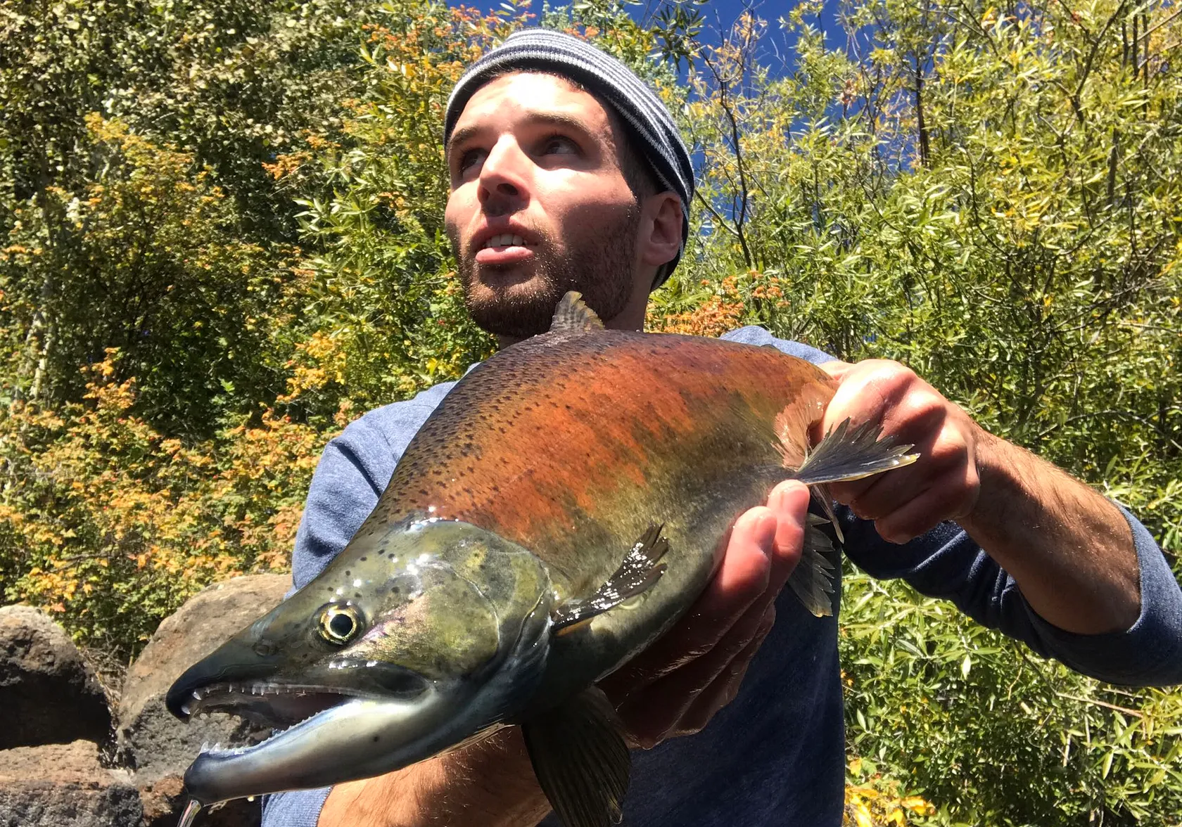 Kokanee salmon