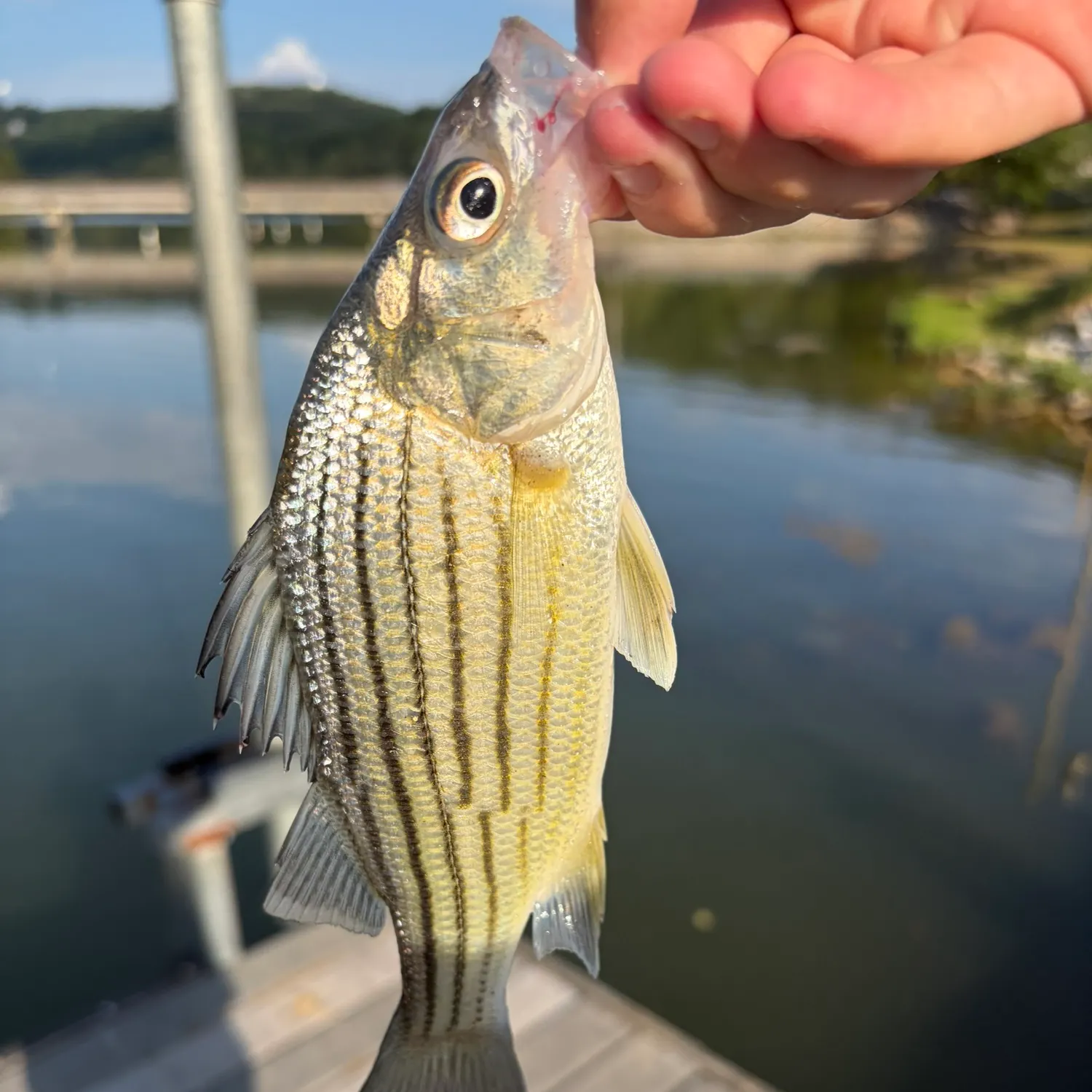 Yellow bass caught on Fishbrain