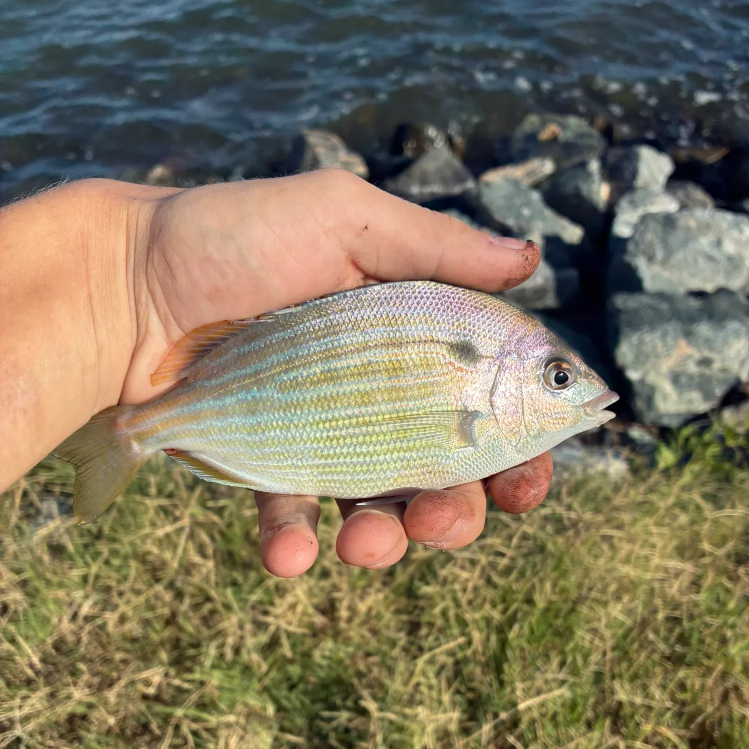 Pinfish caught on Fishbrain