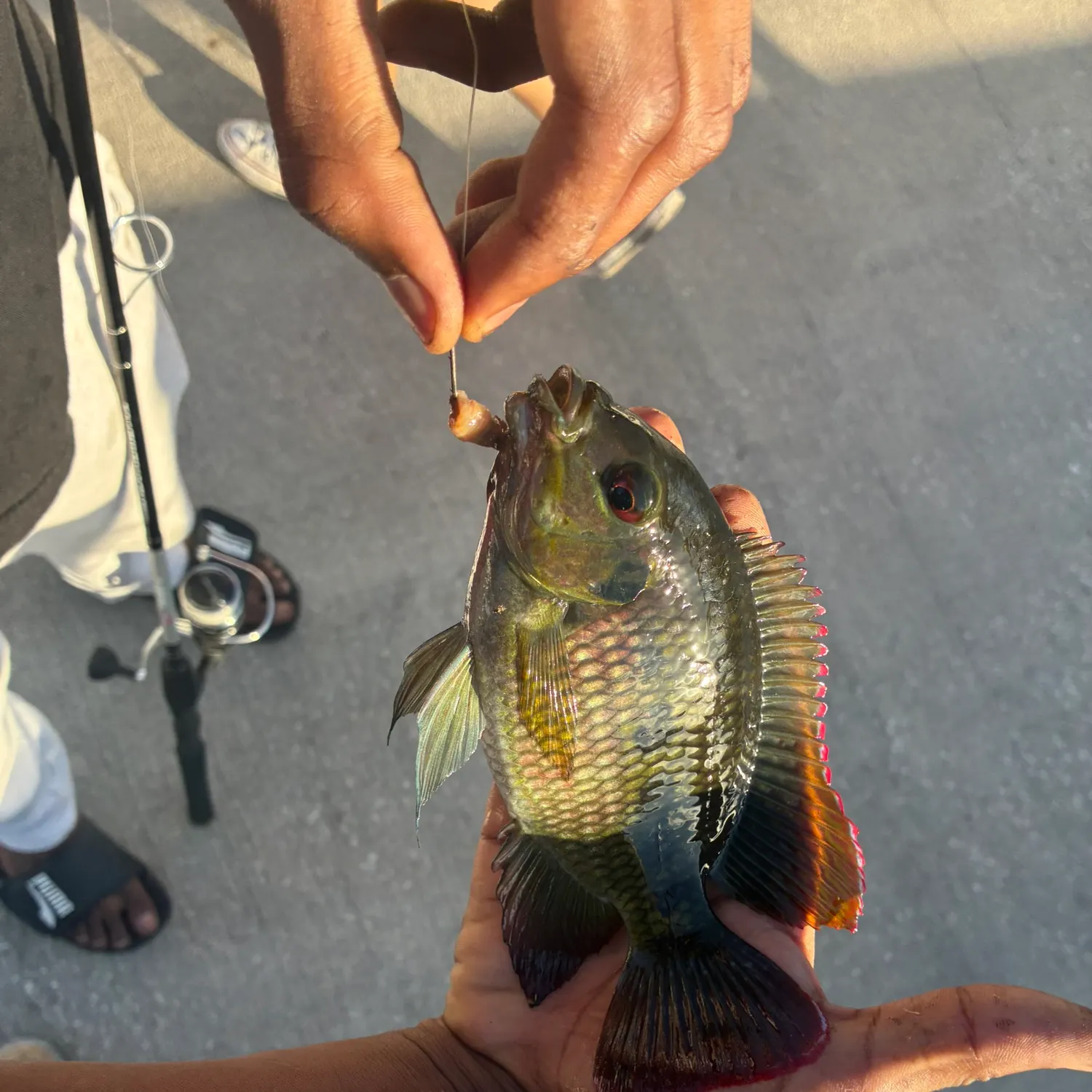 recently logged catches