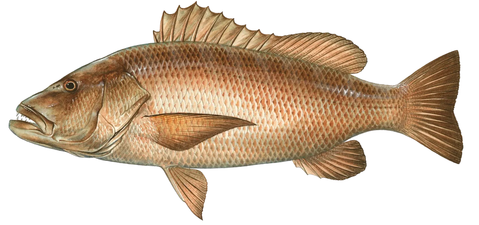 Pacific cubera snapper