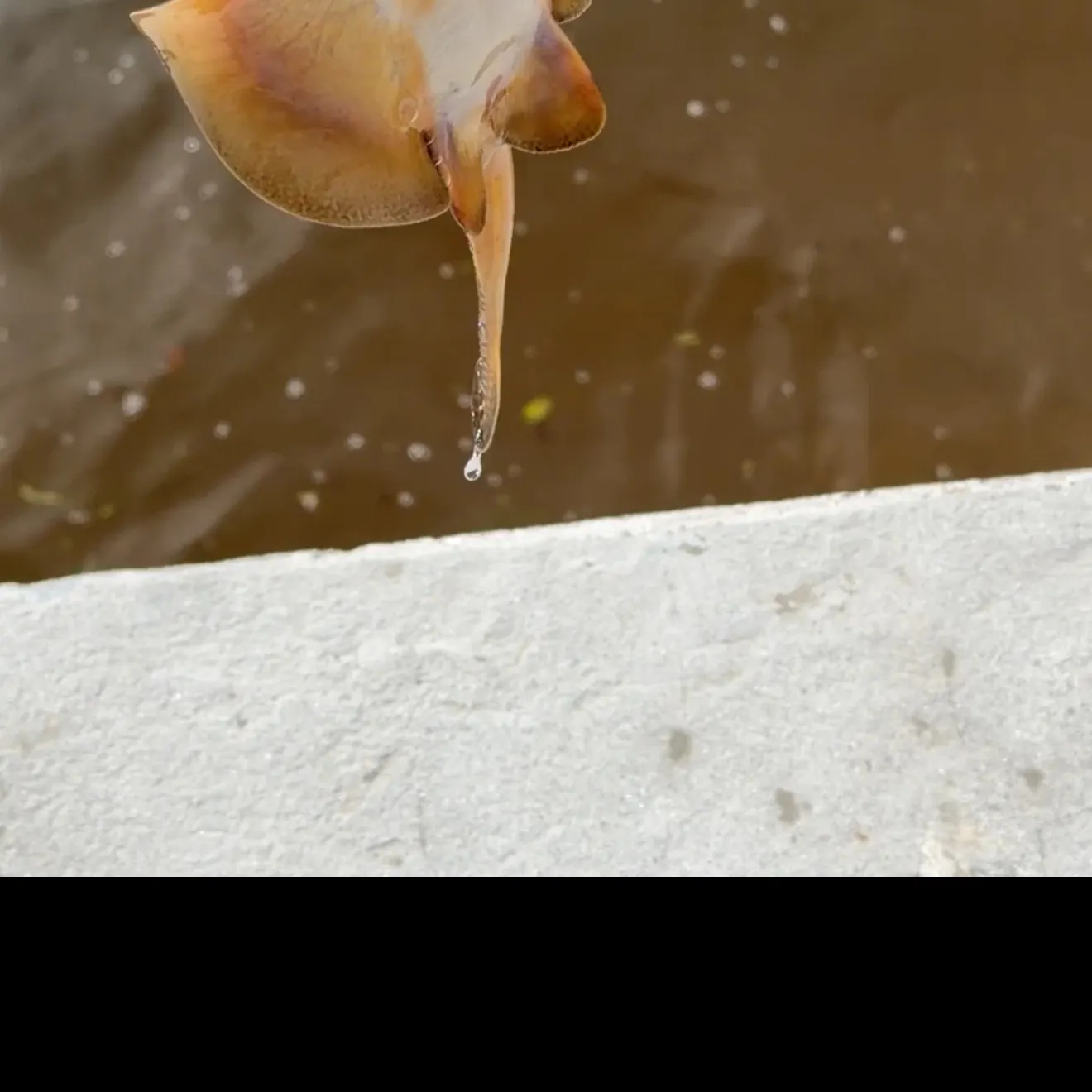 Haller's round ray caught on Fishbrain